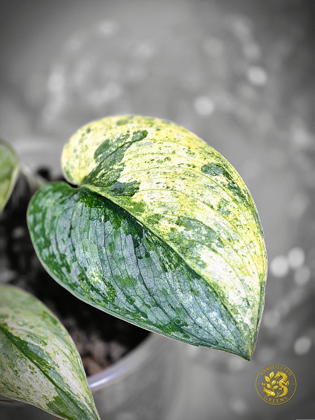 Scindapsus pictus Halimoon - Intricate Mosaic