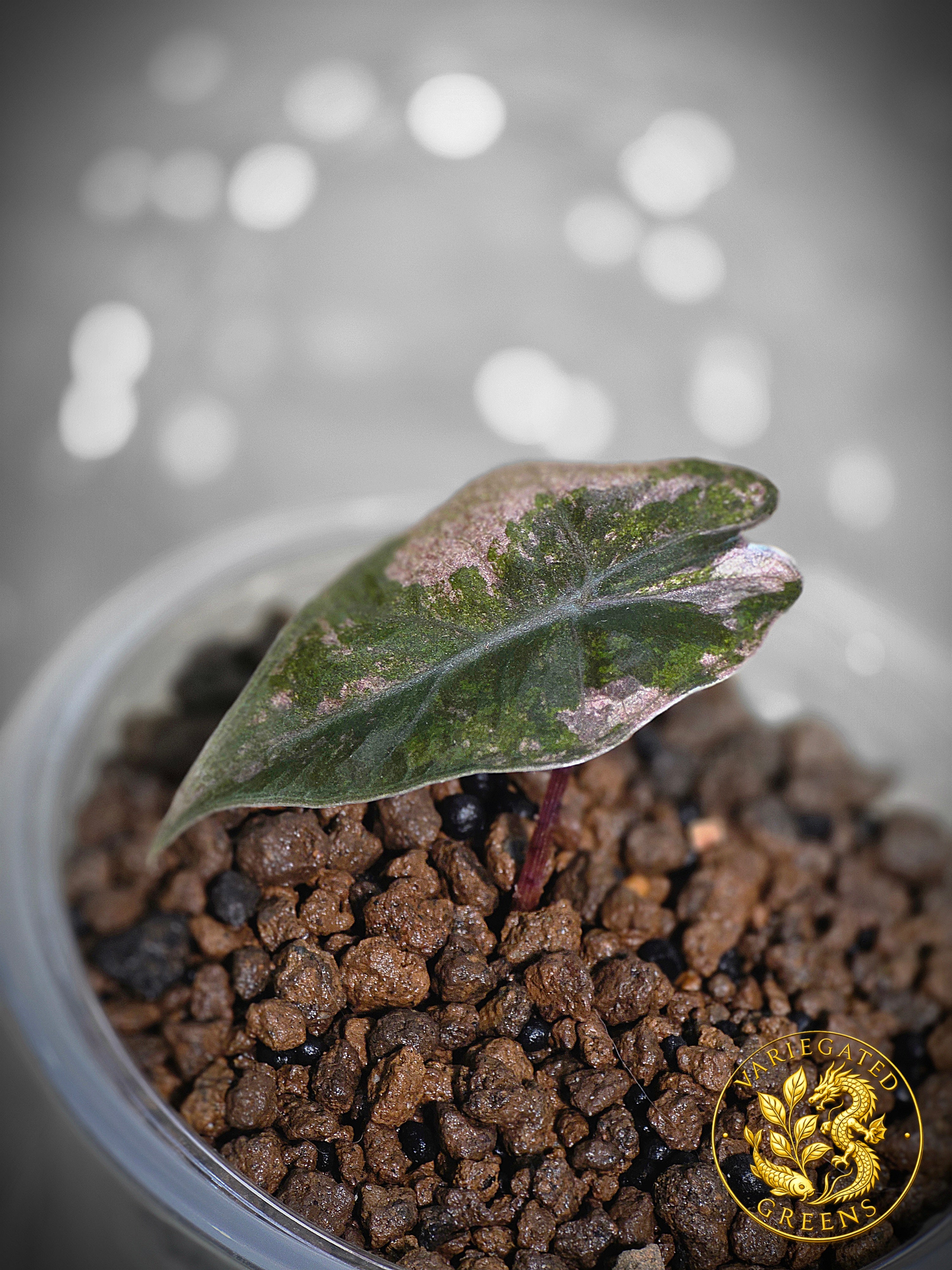 Alocasia pseudosanderiana — “Rose Prism”