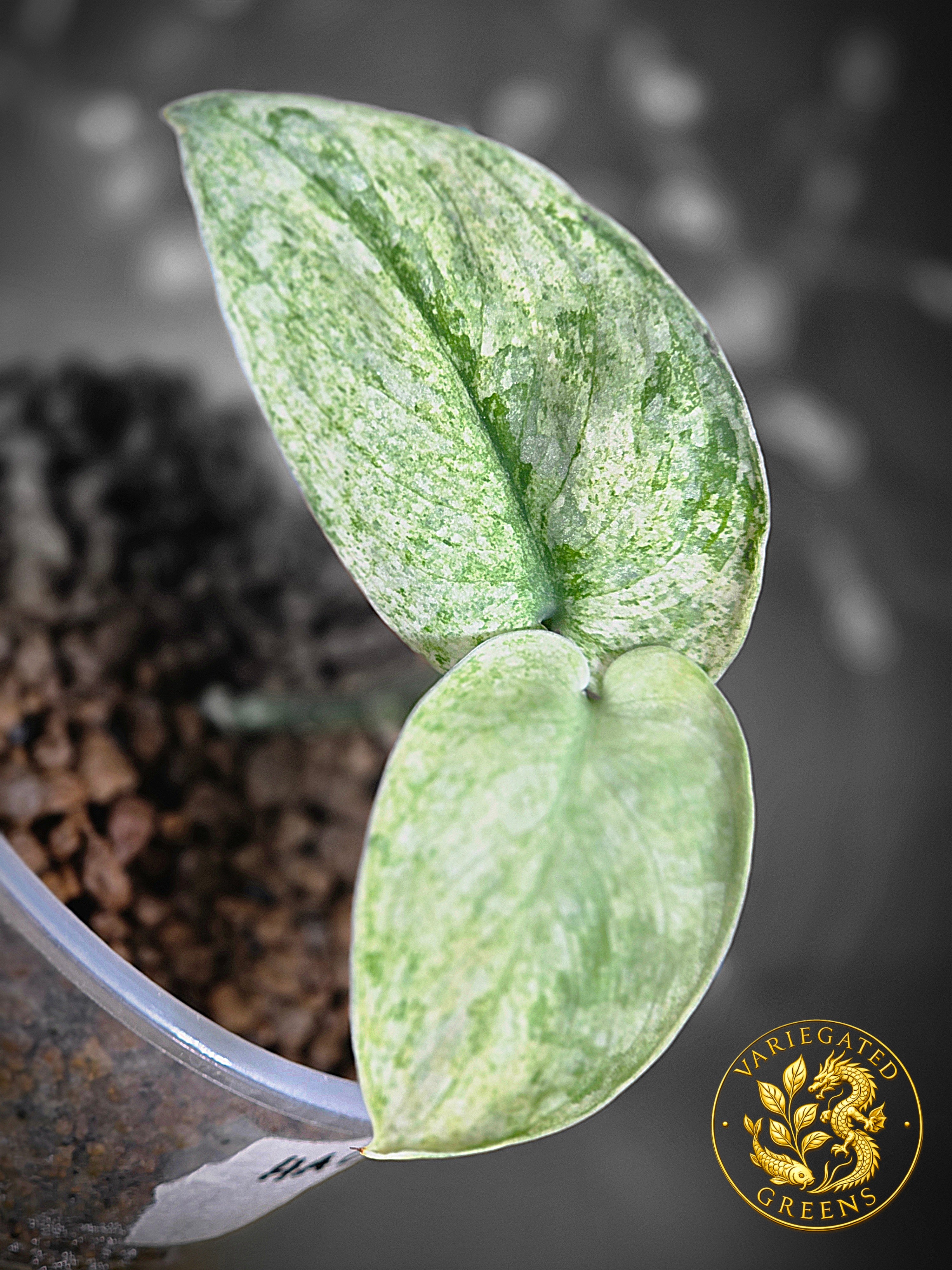 Scindapsus pictus Halimoon — “Reflective Tide”