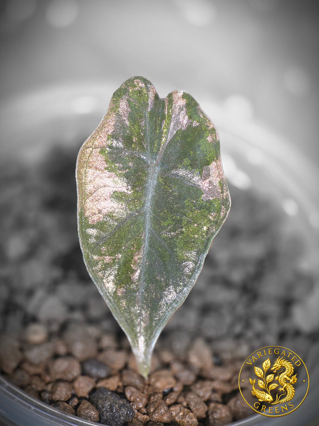 Alocasia pseudosanderiana — “Rose Prism”