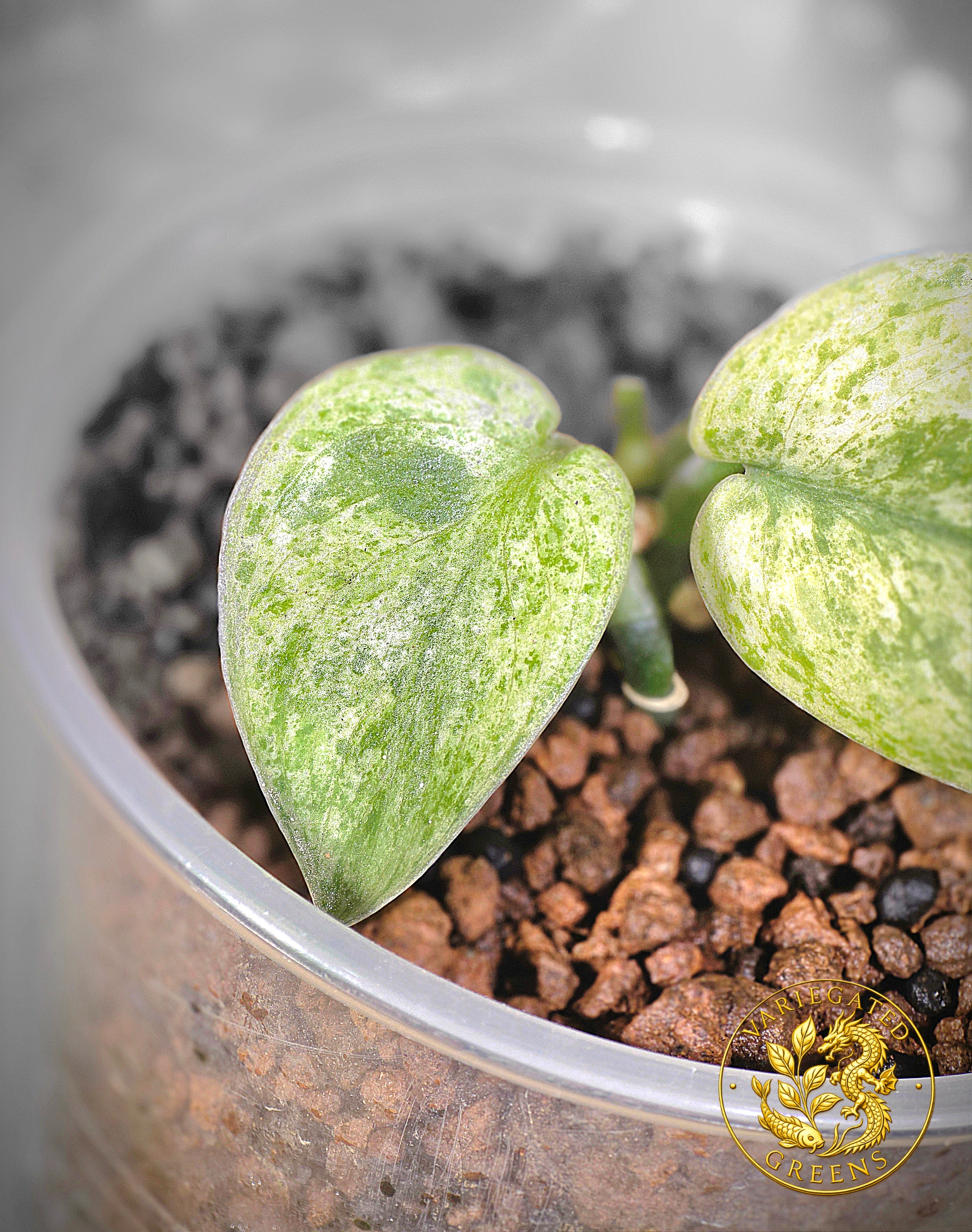 Scindapsus pictus Halimoon — “Celestial Murmur”