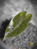 Alocasia Pseudosanderiana - Lavender Fault