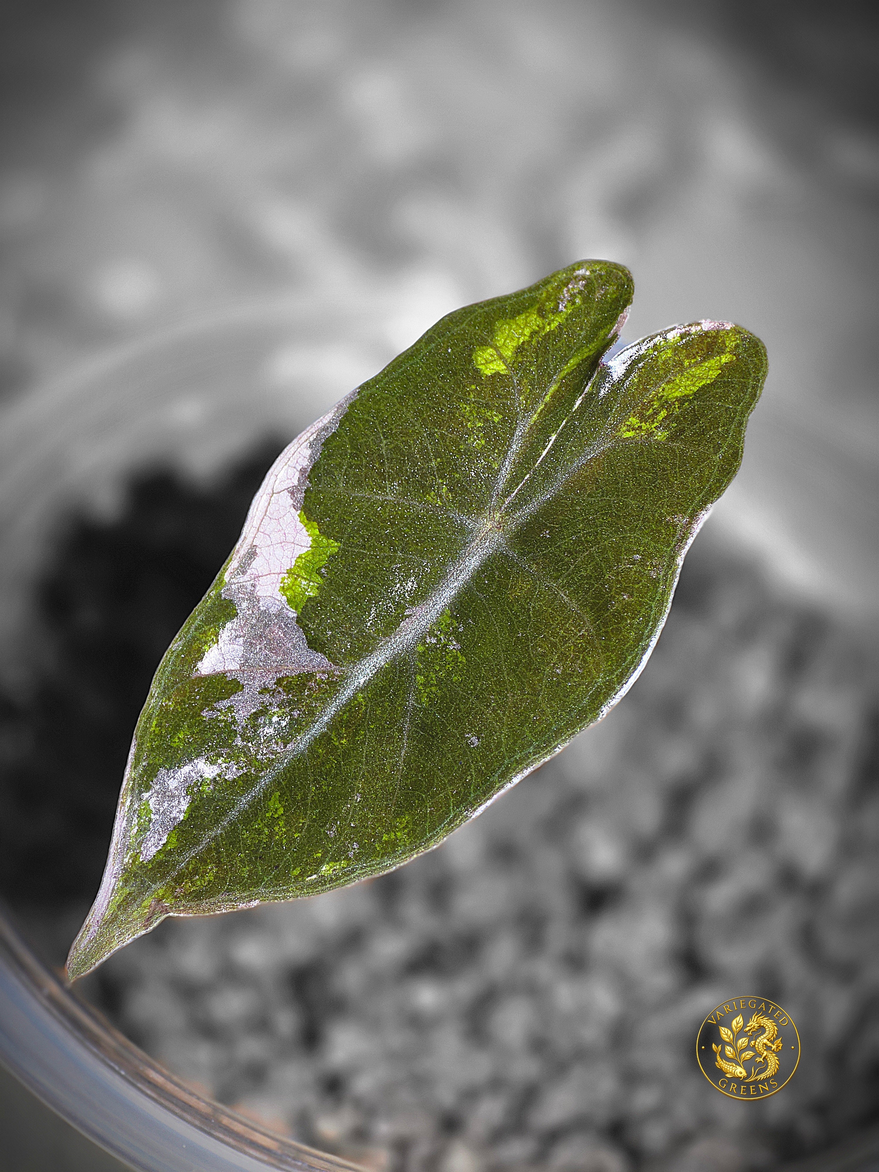Alocasia Pseudosanderiana - Lavender Fault