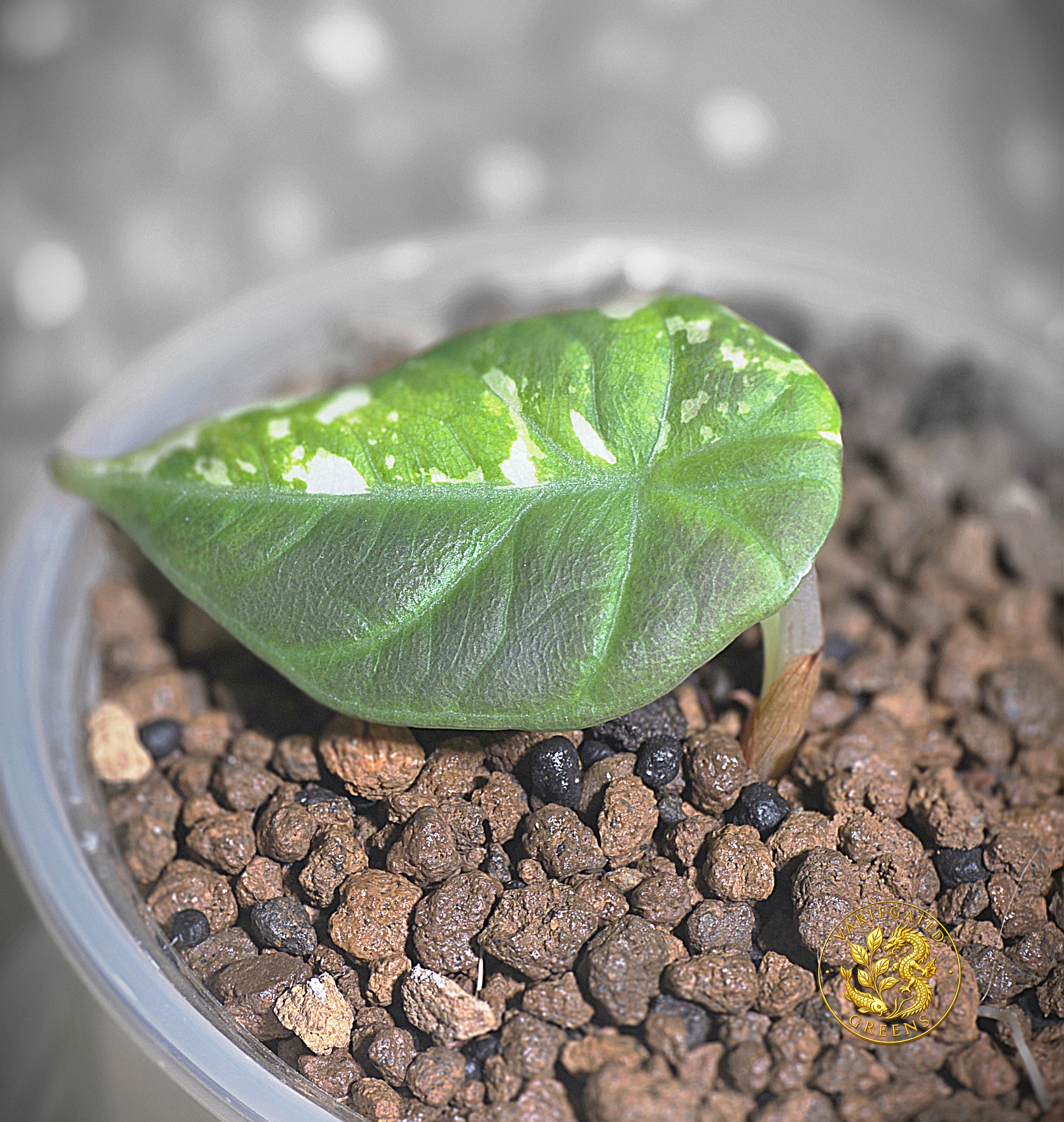 Alocasia Maharani Albo — Broken Light