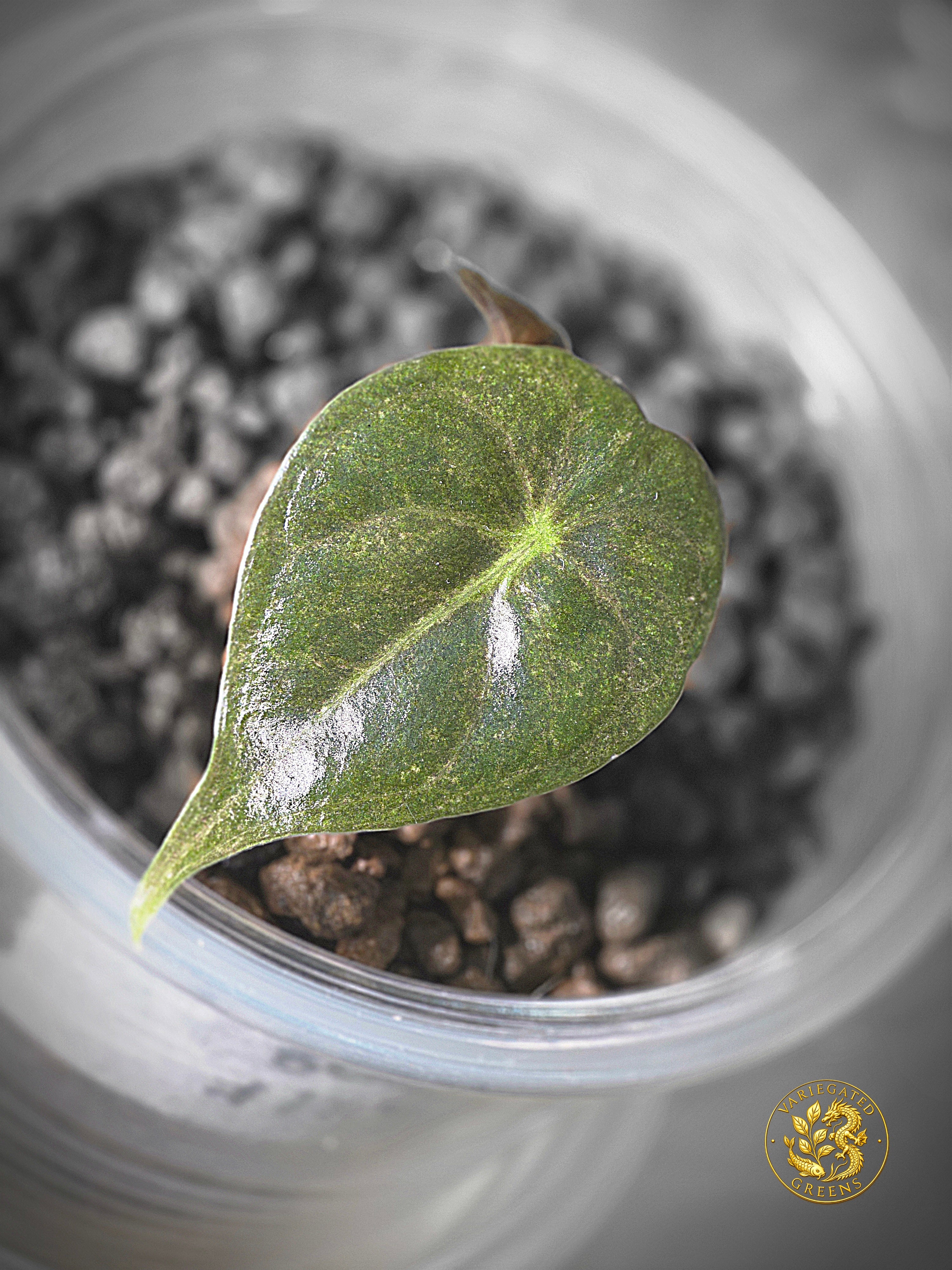 Alocasia Golden Bone — “Olive Glaze”