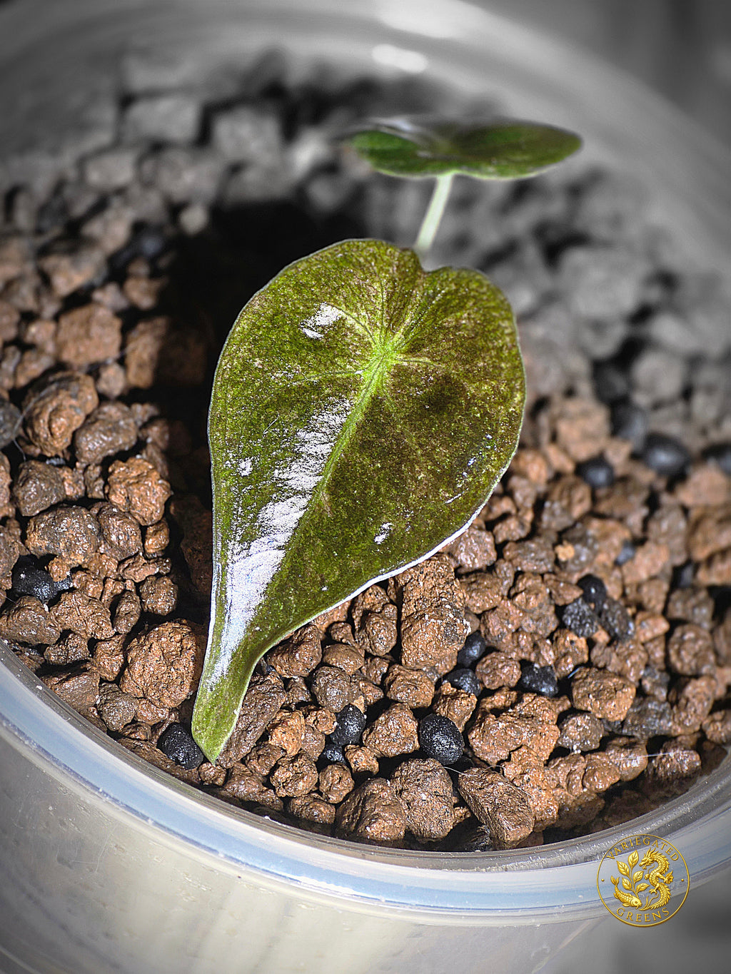 Alocasia Golden Bone - Gilded Undertone