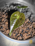 Alocasia Golden Bone - Gilded Undertone