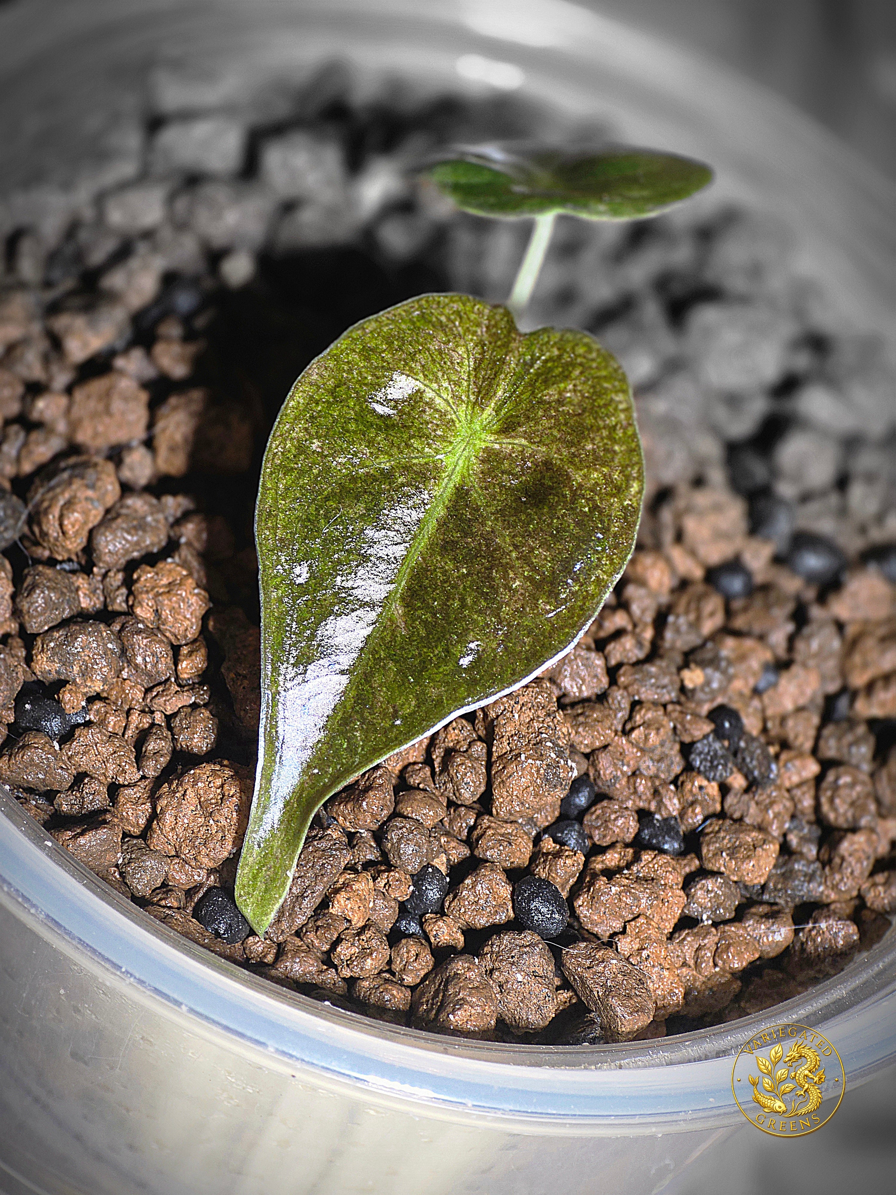 Alocasia Golden Bone - Gilded Undertone