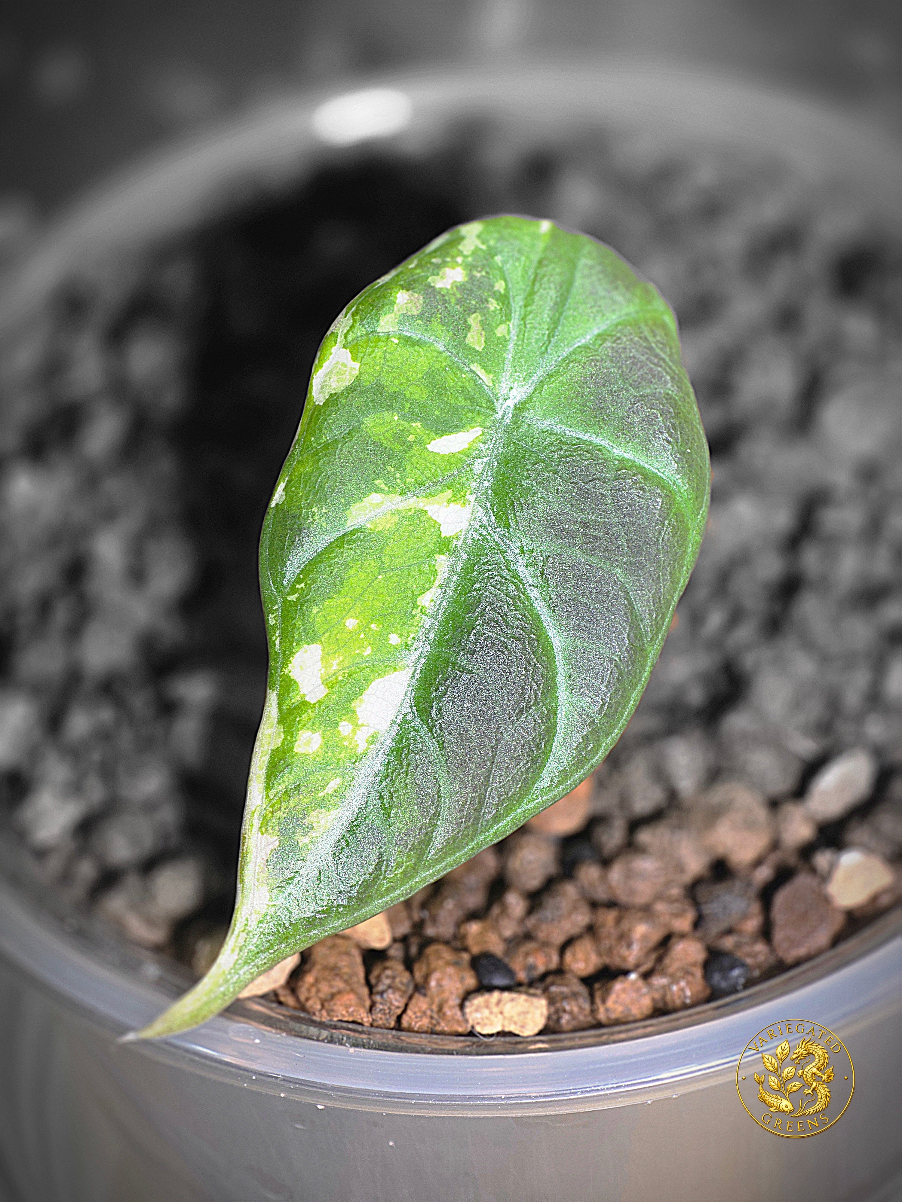 Alocasia Maharani Albo — Broken Light