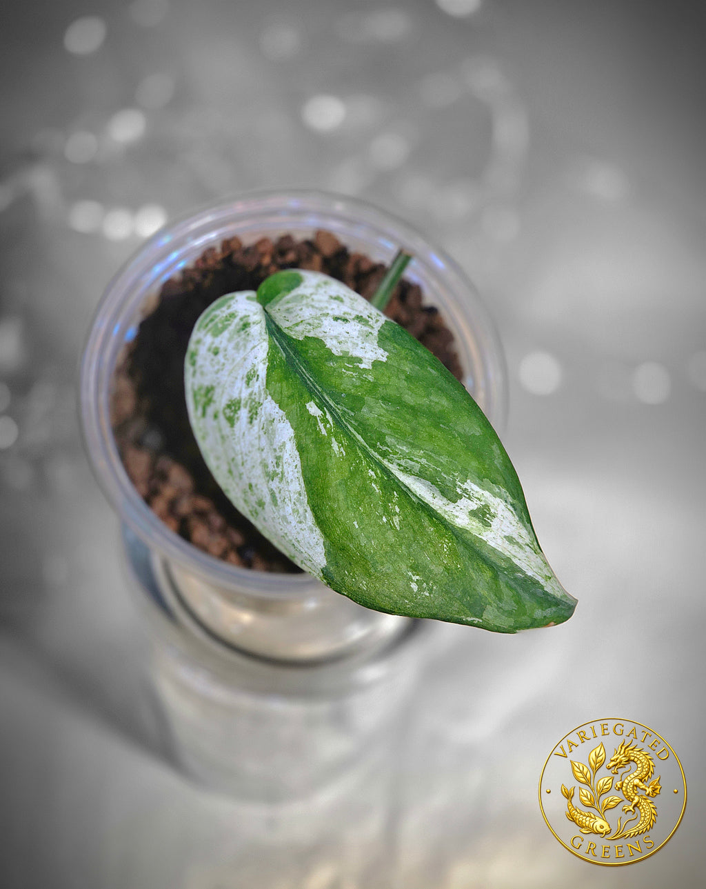 Scindapsus Sangkuriang — “Emerald Partiture”