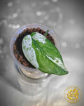 Scindapsus Sangkuriang — “Emerald Partiture”