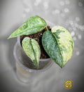 Scindapsus pictus Halimoon - Intricate Mosaic