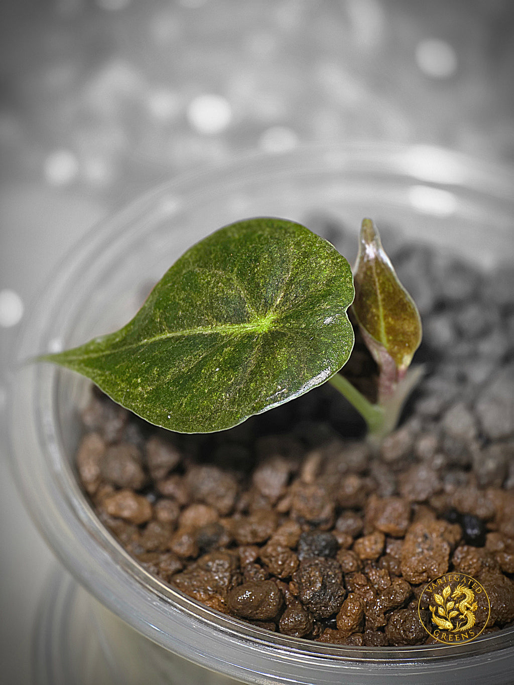 Alocasia Golden Bone — “Olive Glaze”