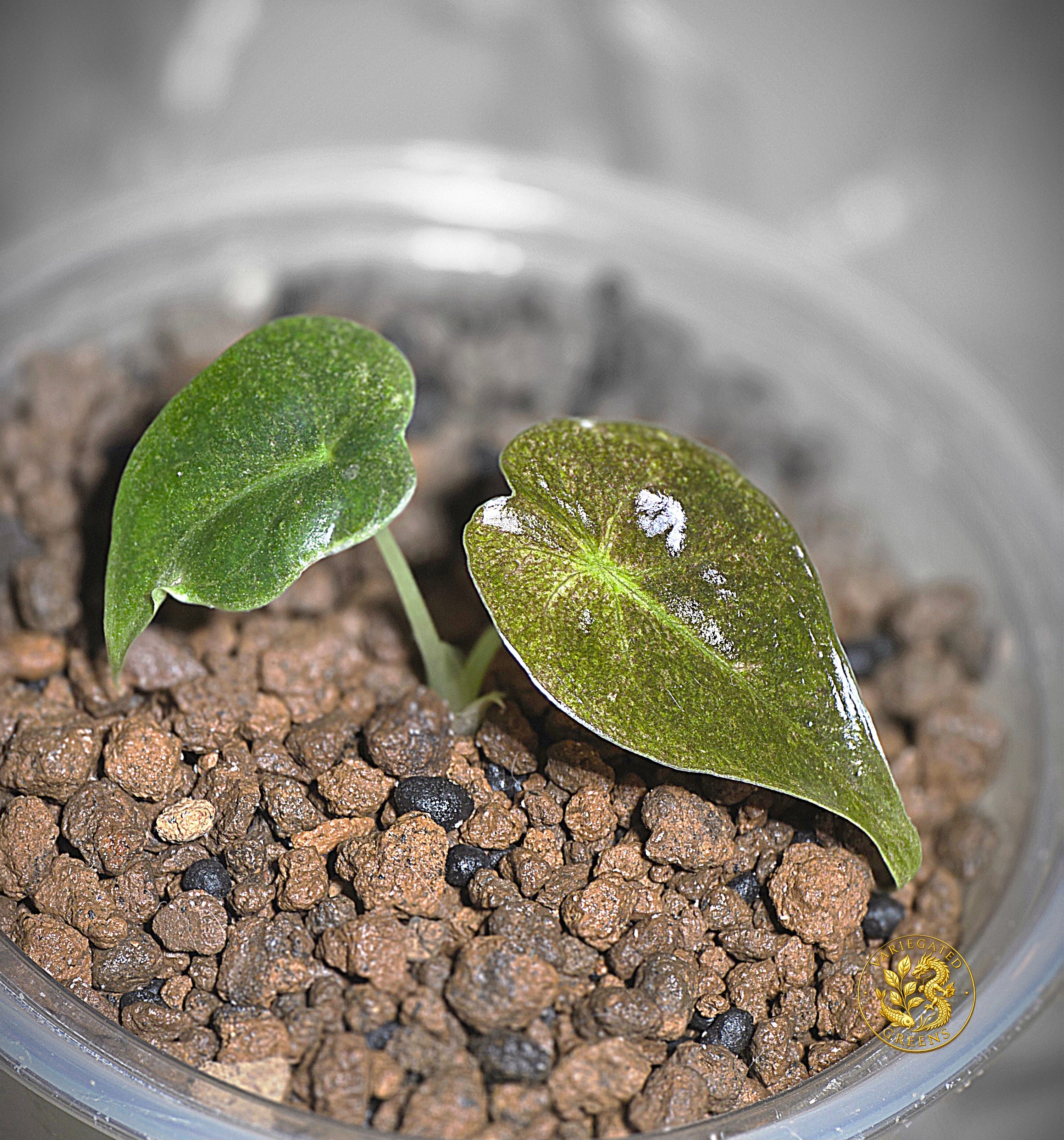 Alocasia Golden Bone - Gilded Undertone