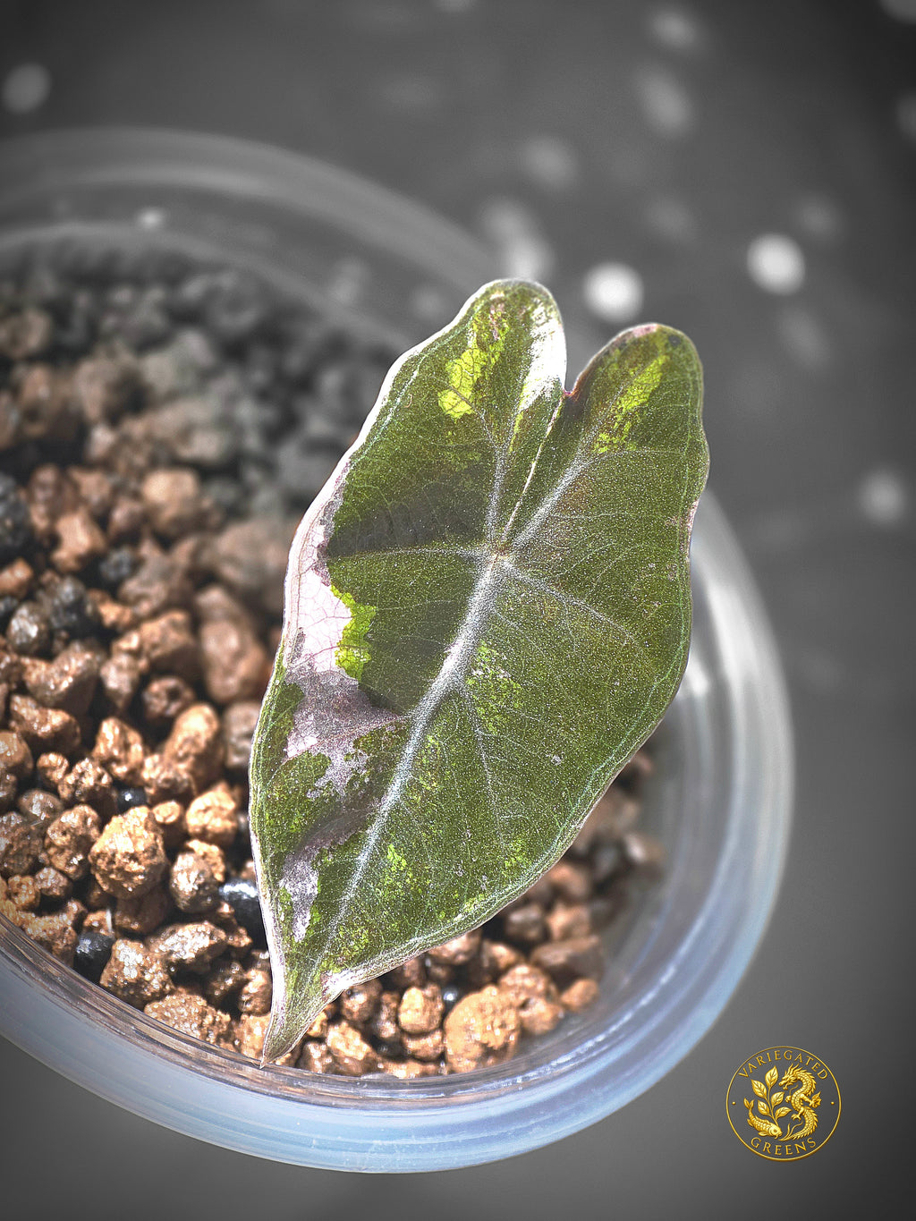 Alocasia Pseudosanderiana - Lavender Fault