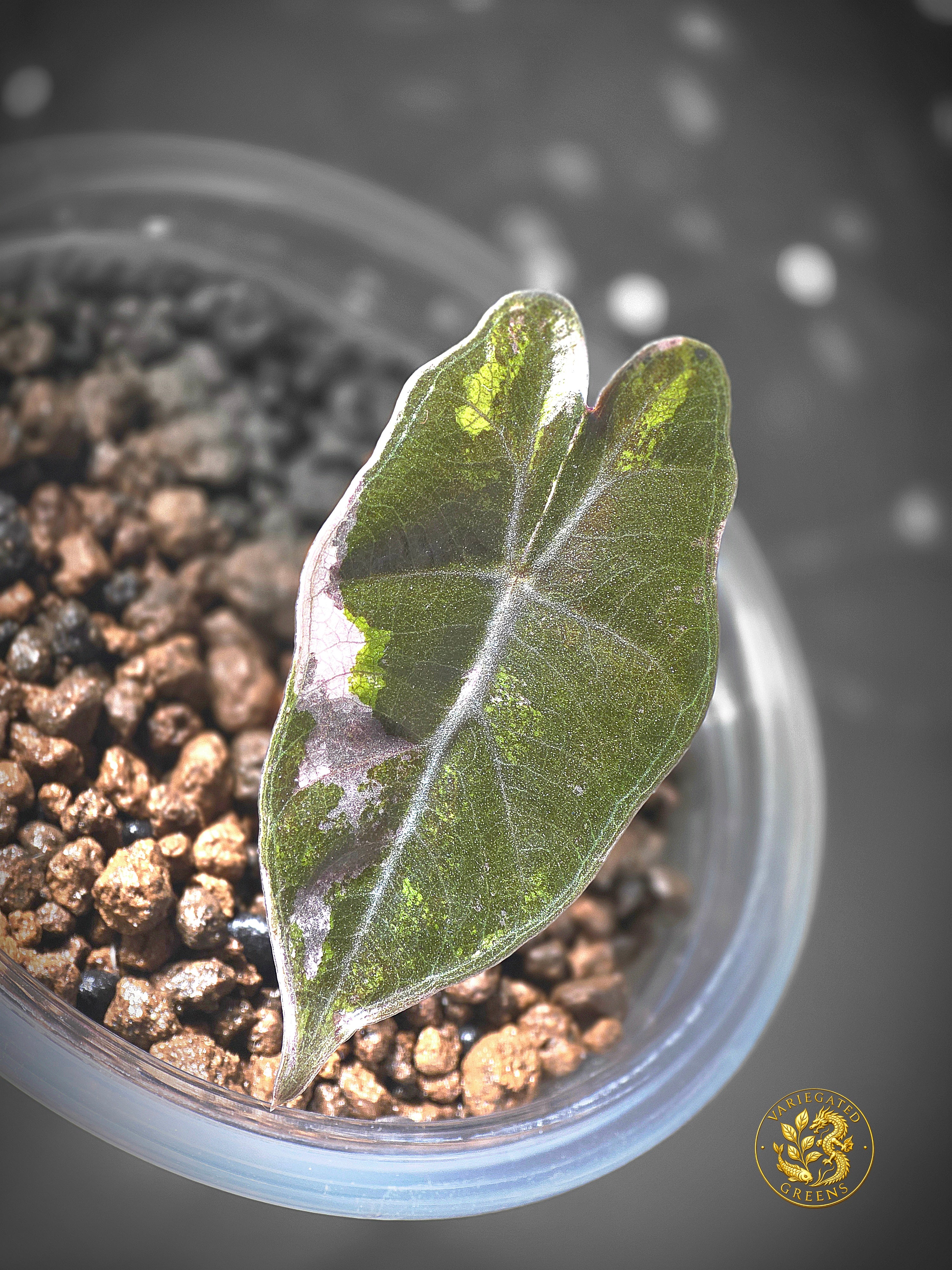 Alocasia Pseudosanderiana - Lavender Fault