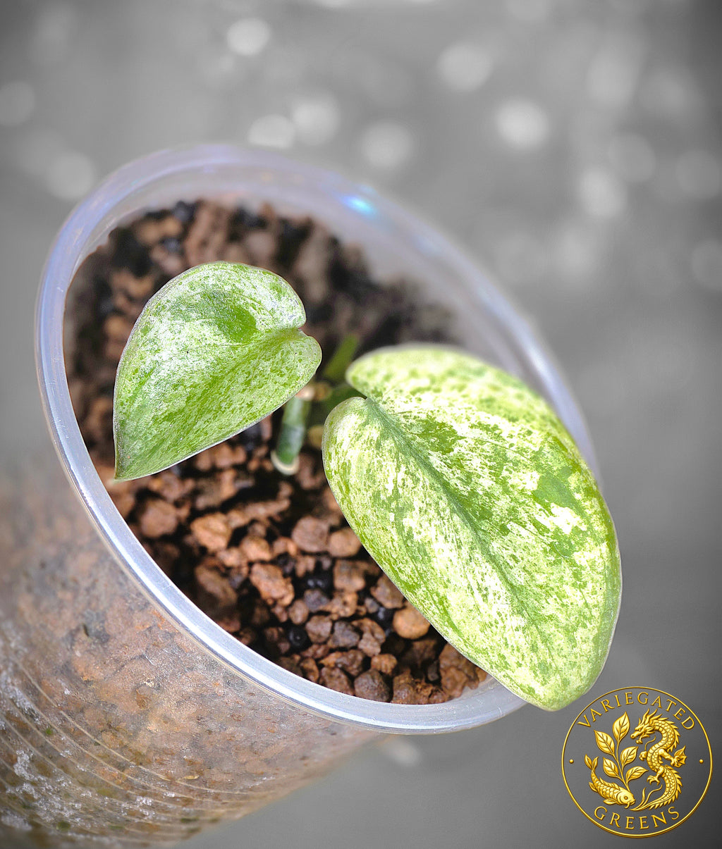 Scindapsus pictus Halimoon — “Celestial Murmur”