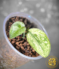 Scindapsus pictus Halimoon — “Celestial Murmur”