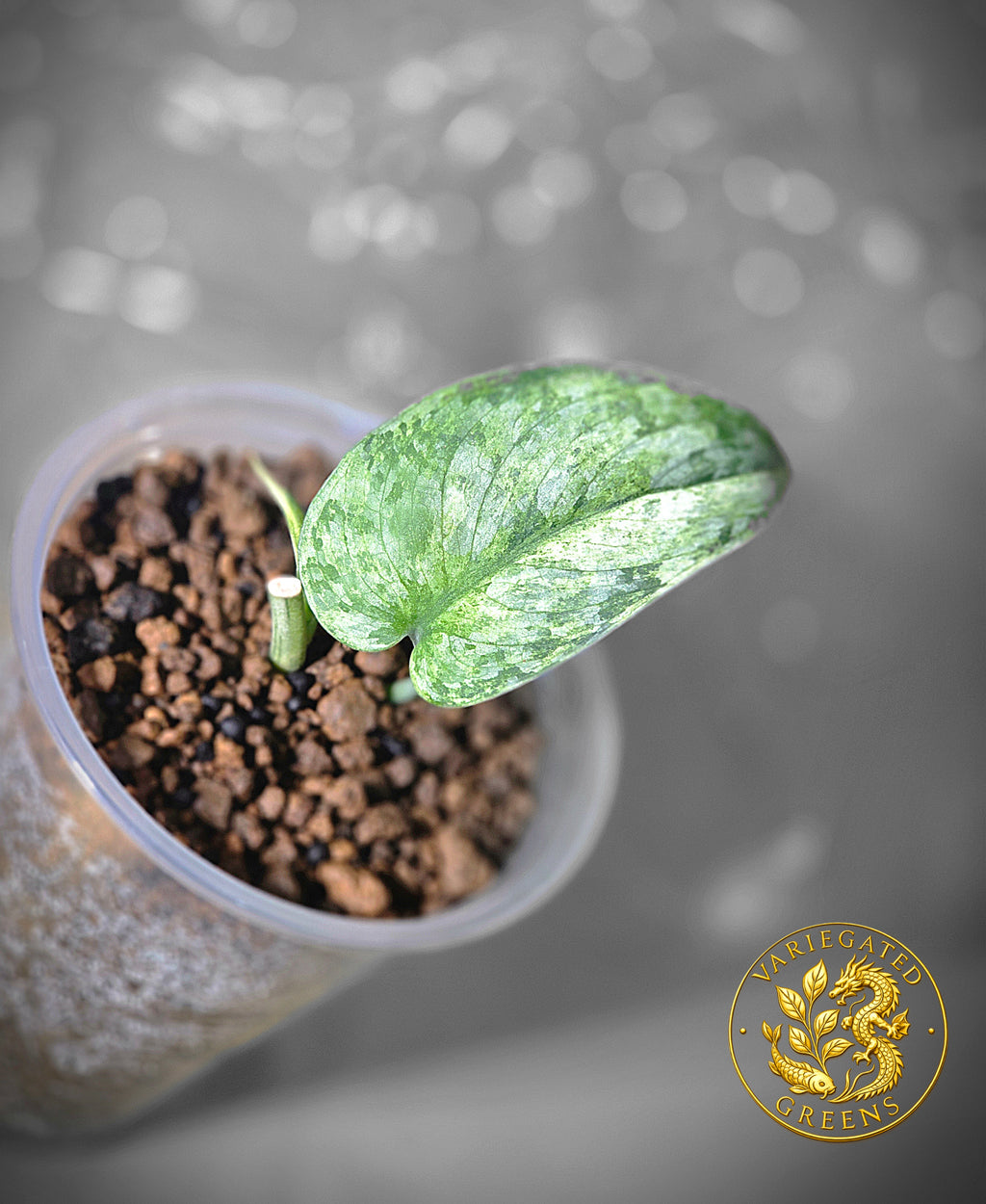 Scindapsus pictus Halimoon — “Unfolding Silver”