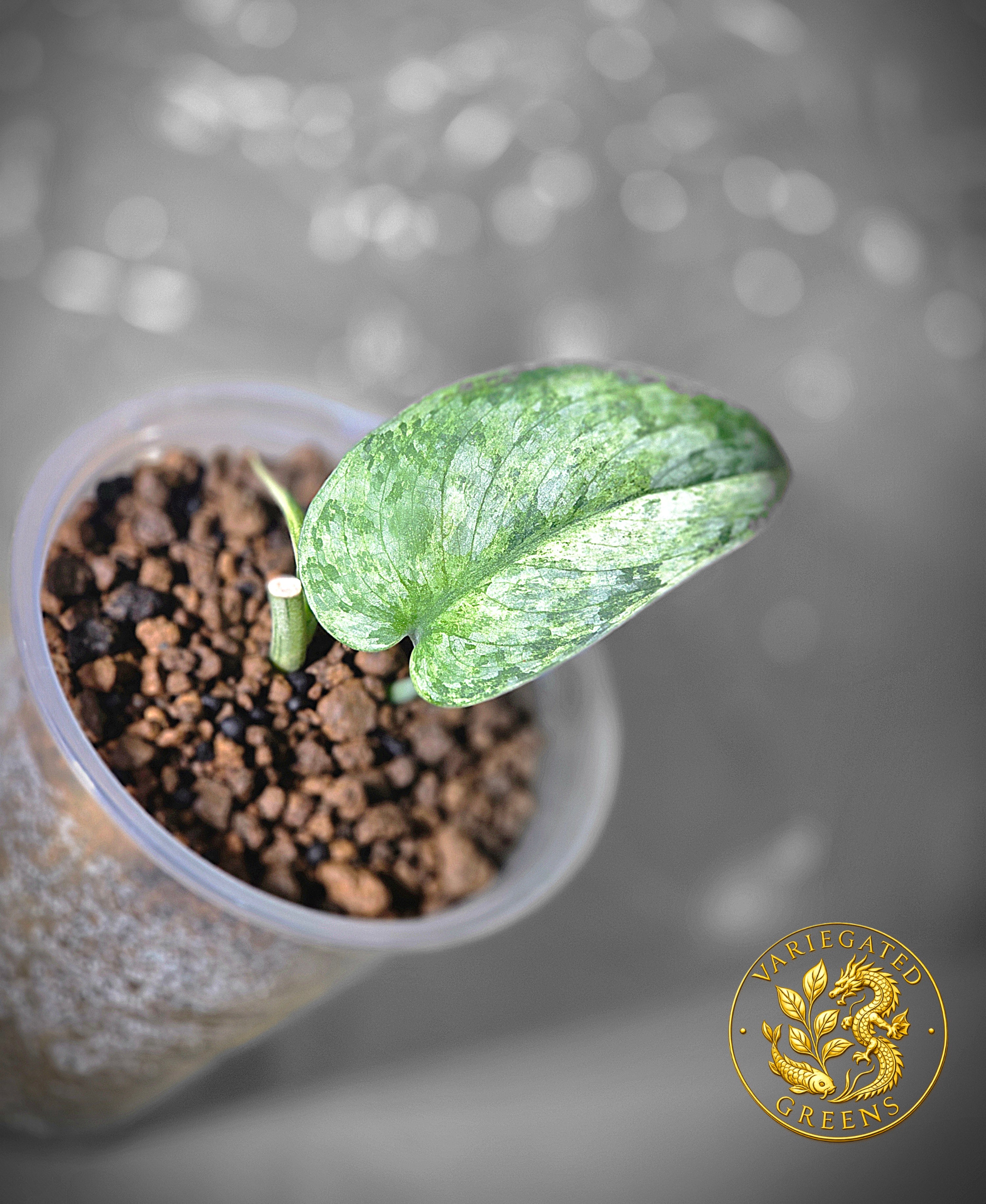 Scindapsus pictus Halimoon — “Unfolding Silver”