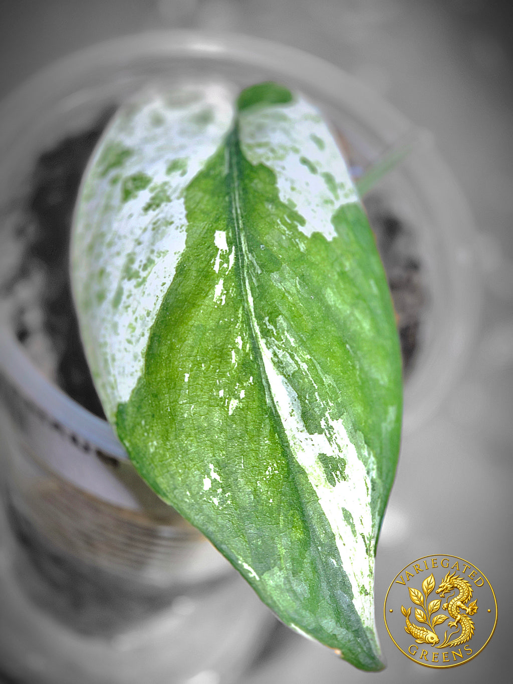 Scindapsus Sangkuriang — “Emerald Partiture”