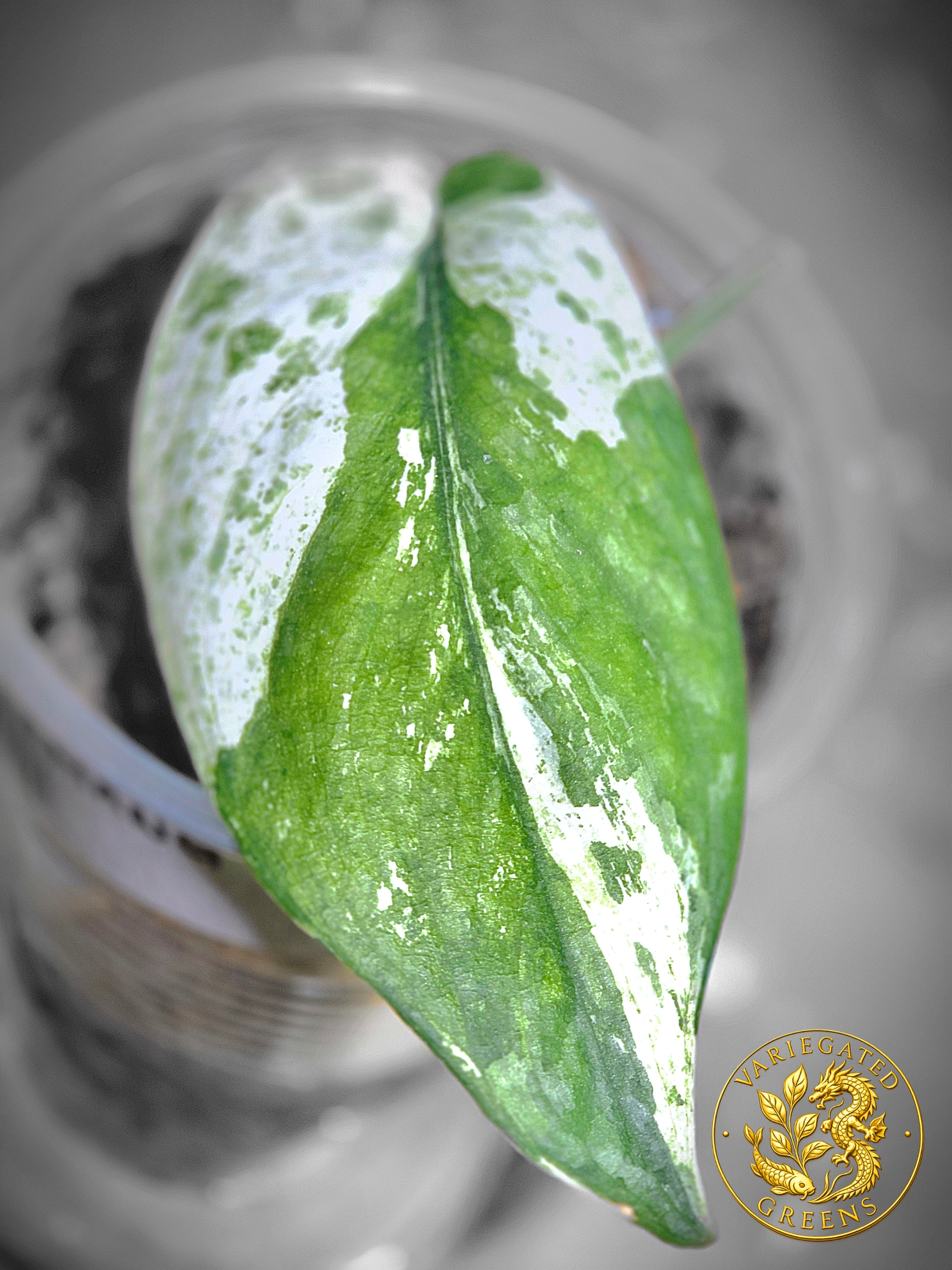 Scindapsus Sangkuriang — “Emerald Partiture”