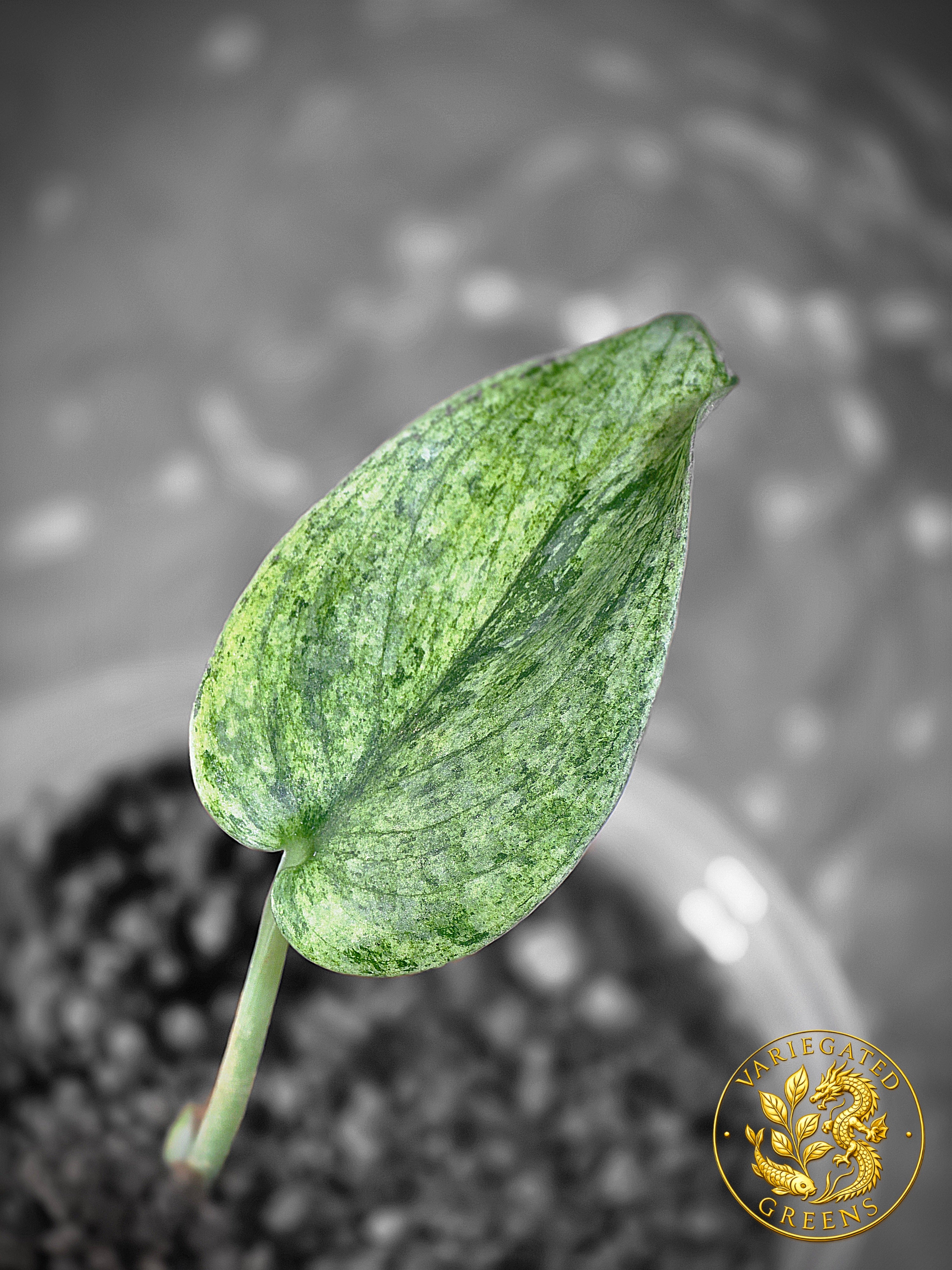 Scindapsus pictus Halimoon — “Silent Current”