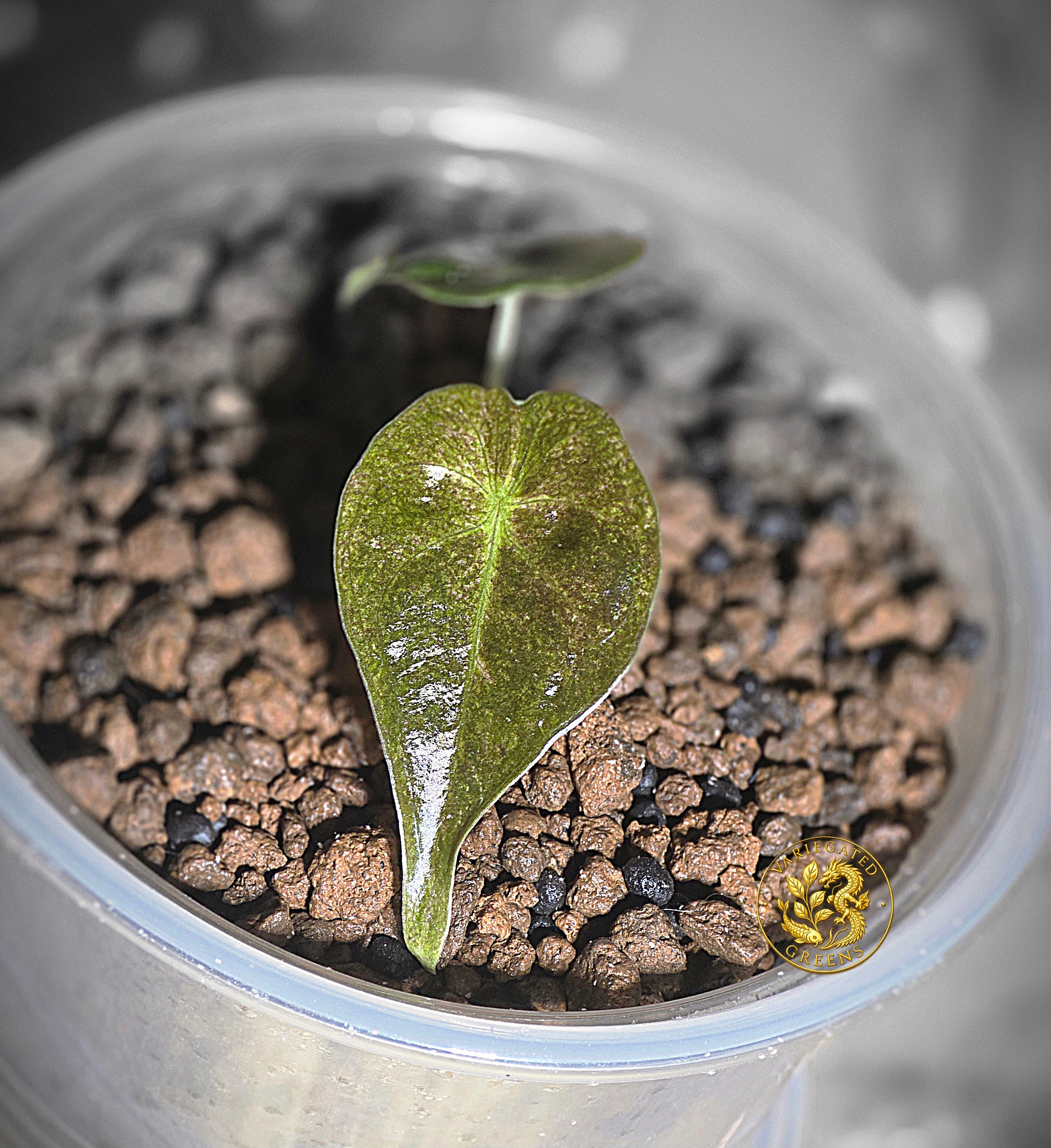 Alocasia Golden Bone - Gilded Undertone