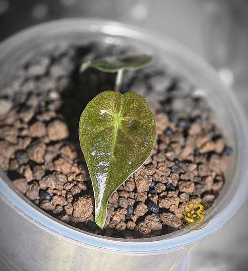 Alocasia Golden Bone - Gilded Undertone