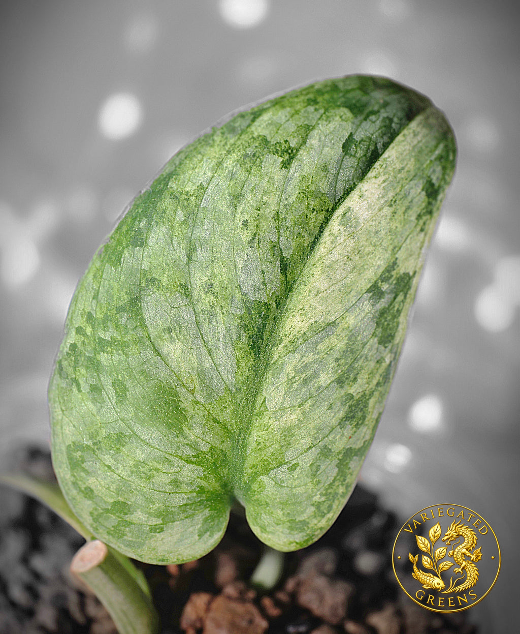 Scindapsus pictus Halimoon — “Unfolding Silver”