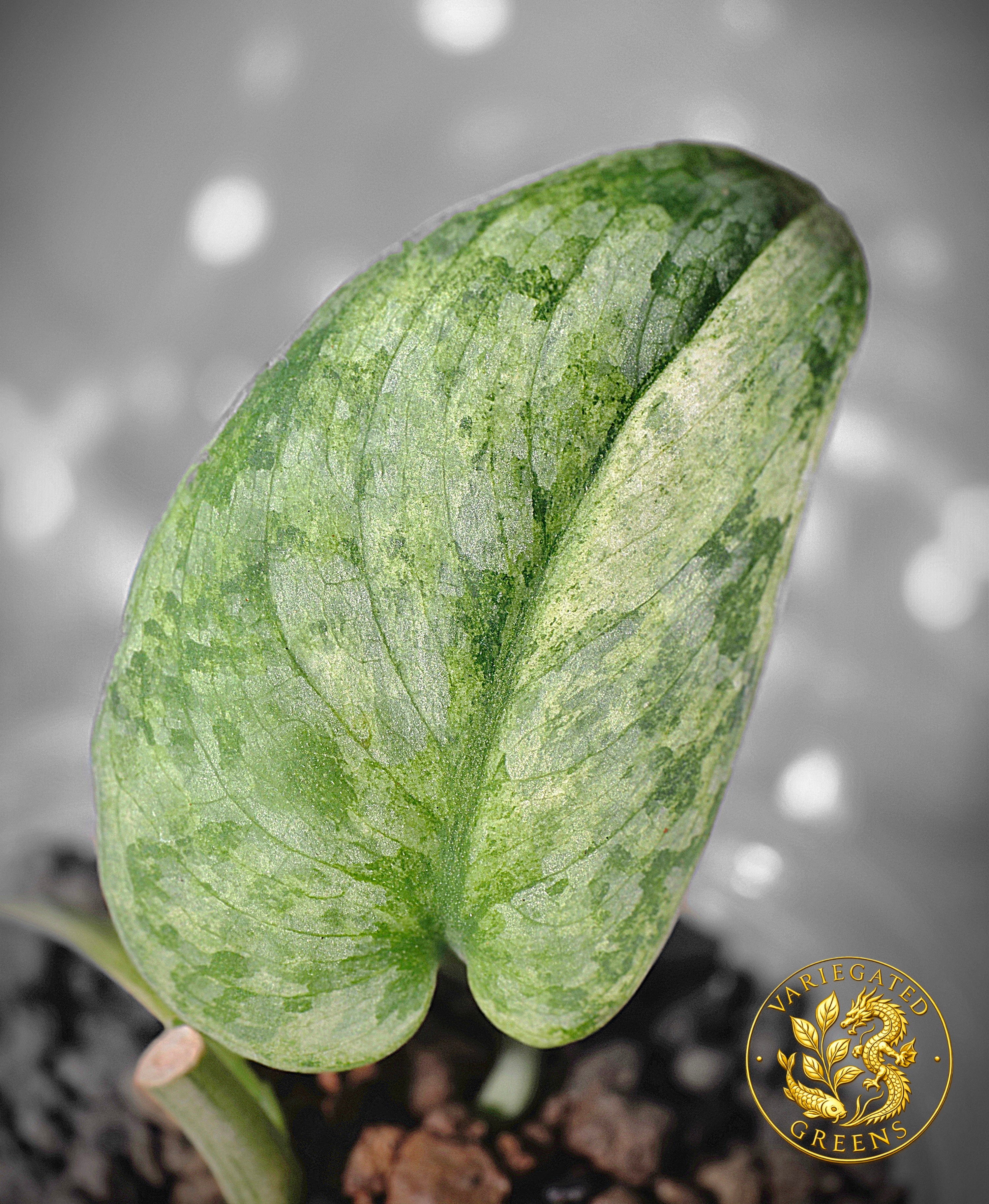 Scindapsus pictus Halimoon — “Unfolding Silver”