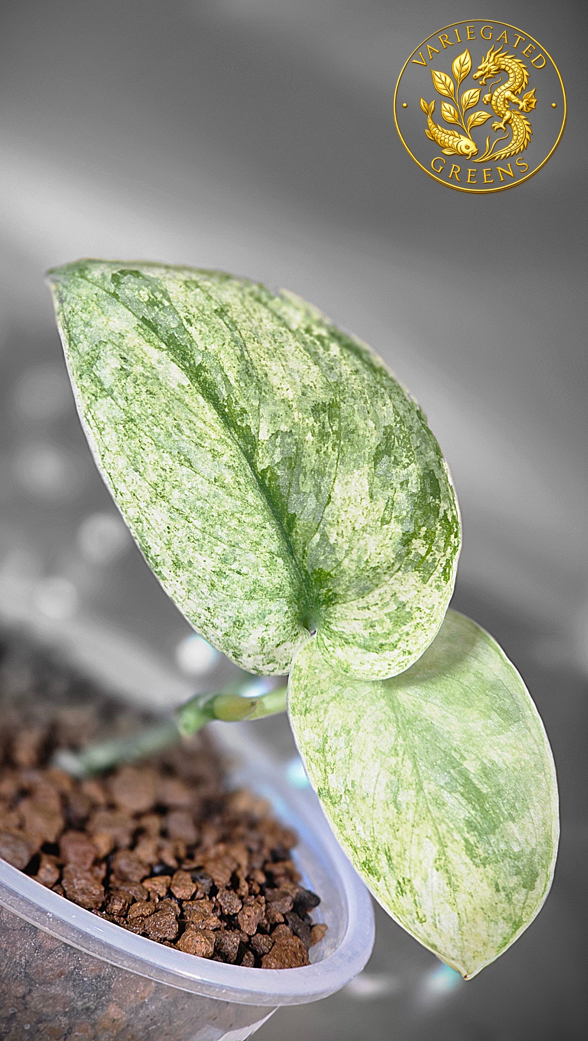 Scindapsus pictus Halimoon — “Reflective Tide”