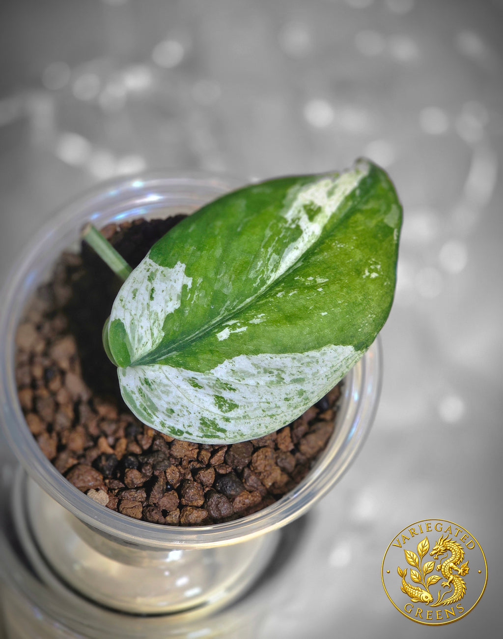 Scindapsus Sangkuriang — “Emerald Partiture”
