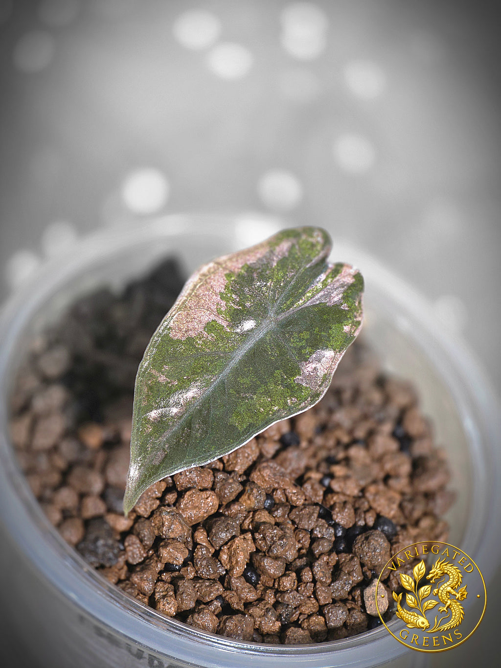 Alocasia pseudosanderiana — “Rose Prism”