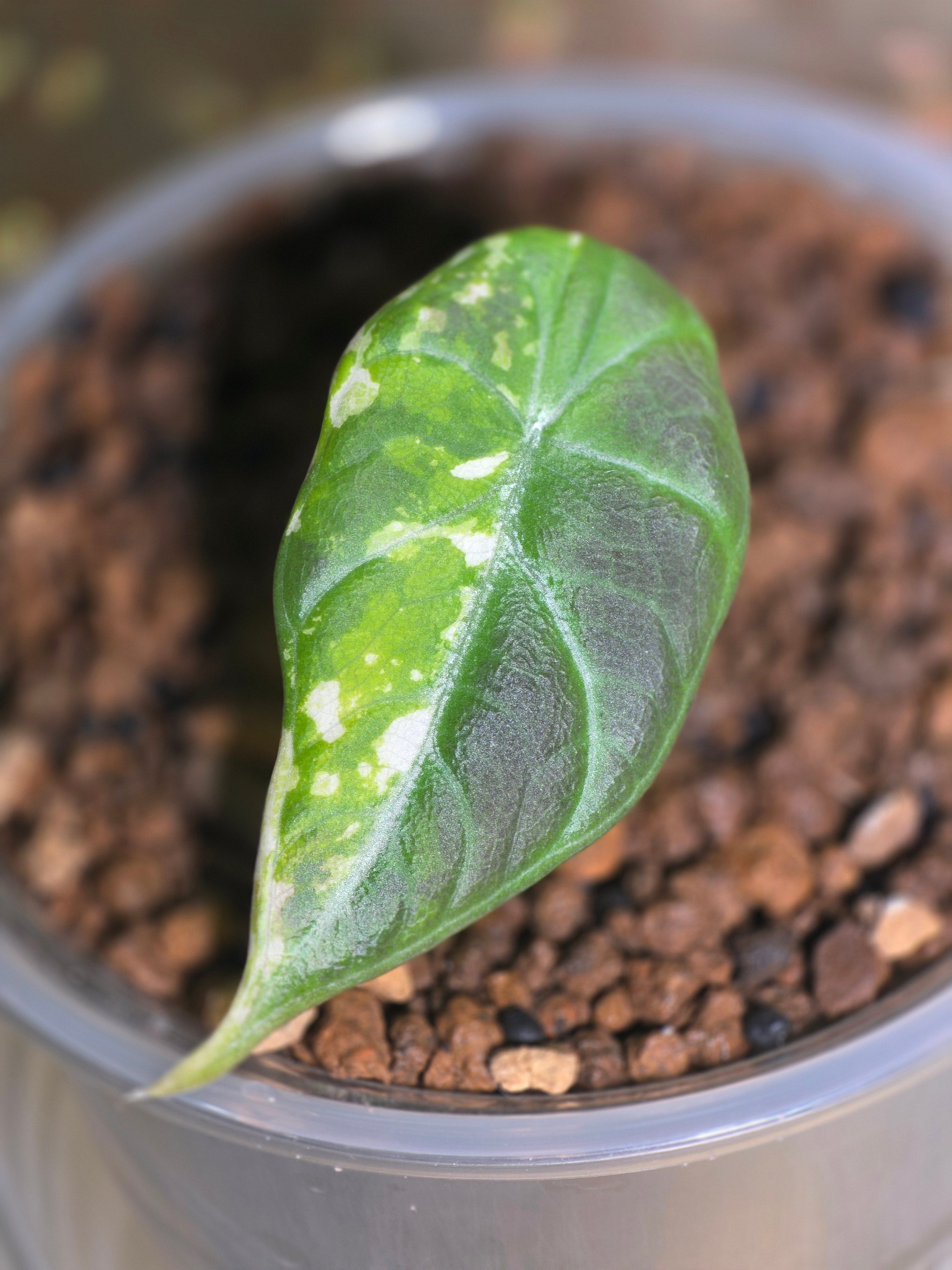 Alocasia Maharani Albo — Broken Light
