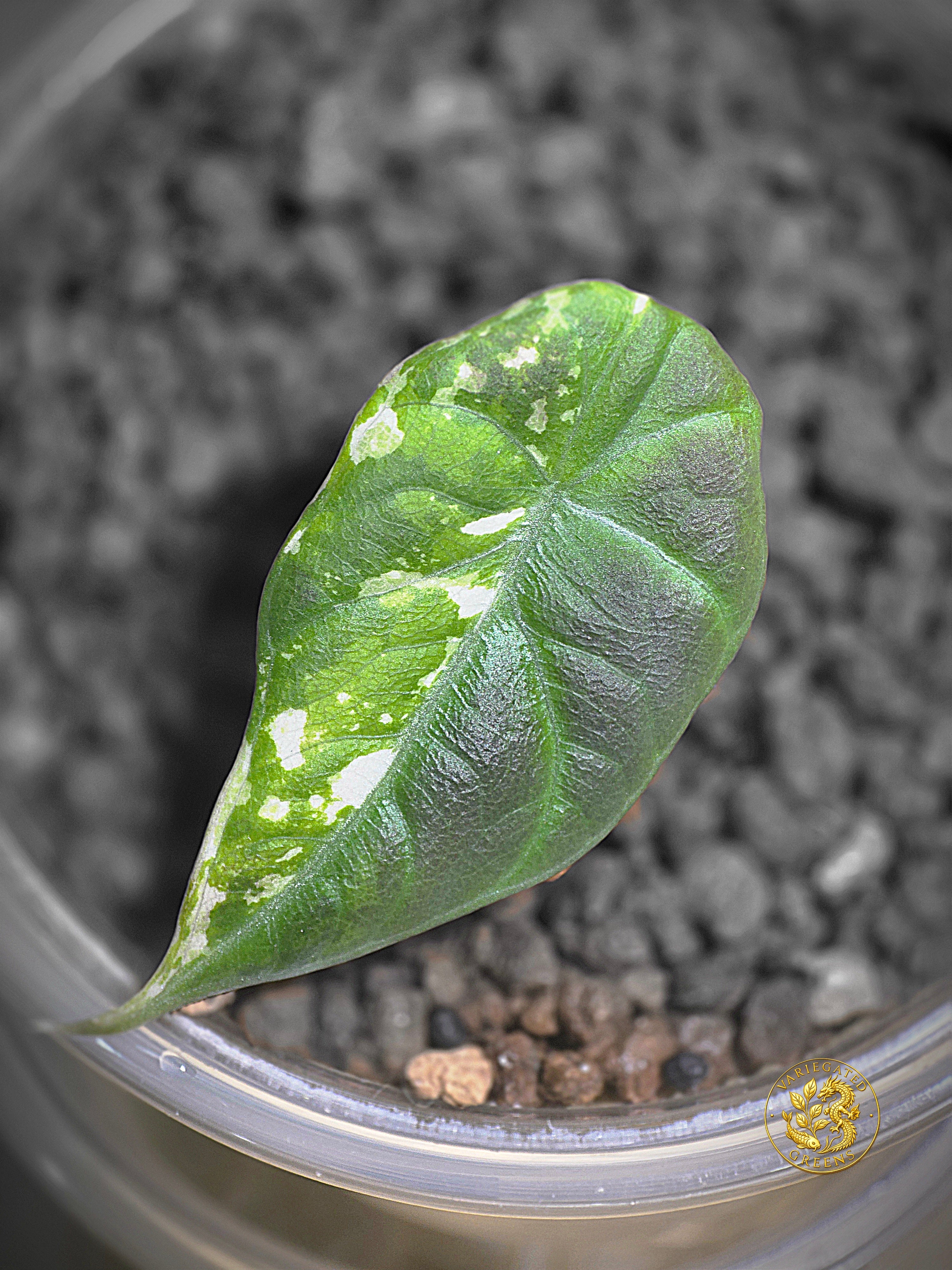 Alocasia Maharani Albo — Broken Light