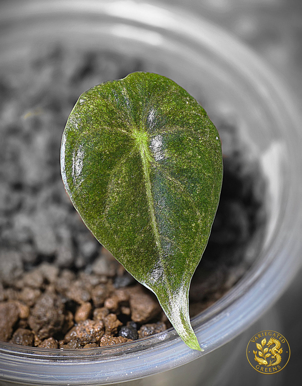 Alocasia Golden Bone — “Olive Glaze”