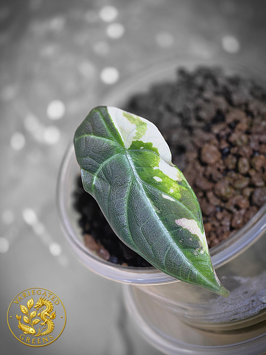 Alocasia Maharani Albo — “Open Veil”