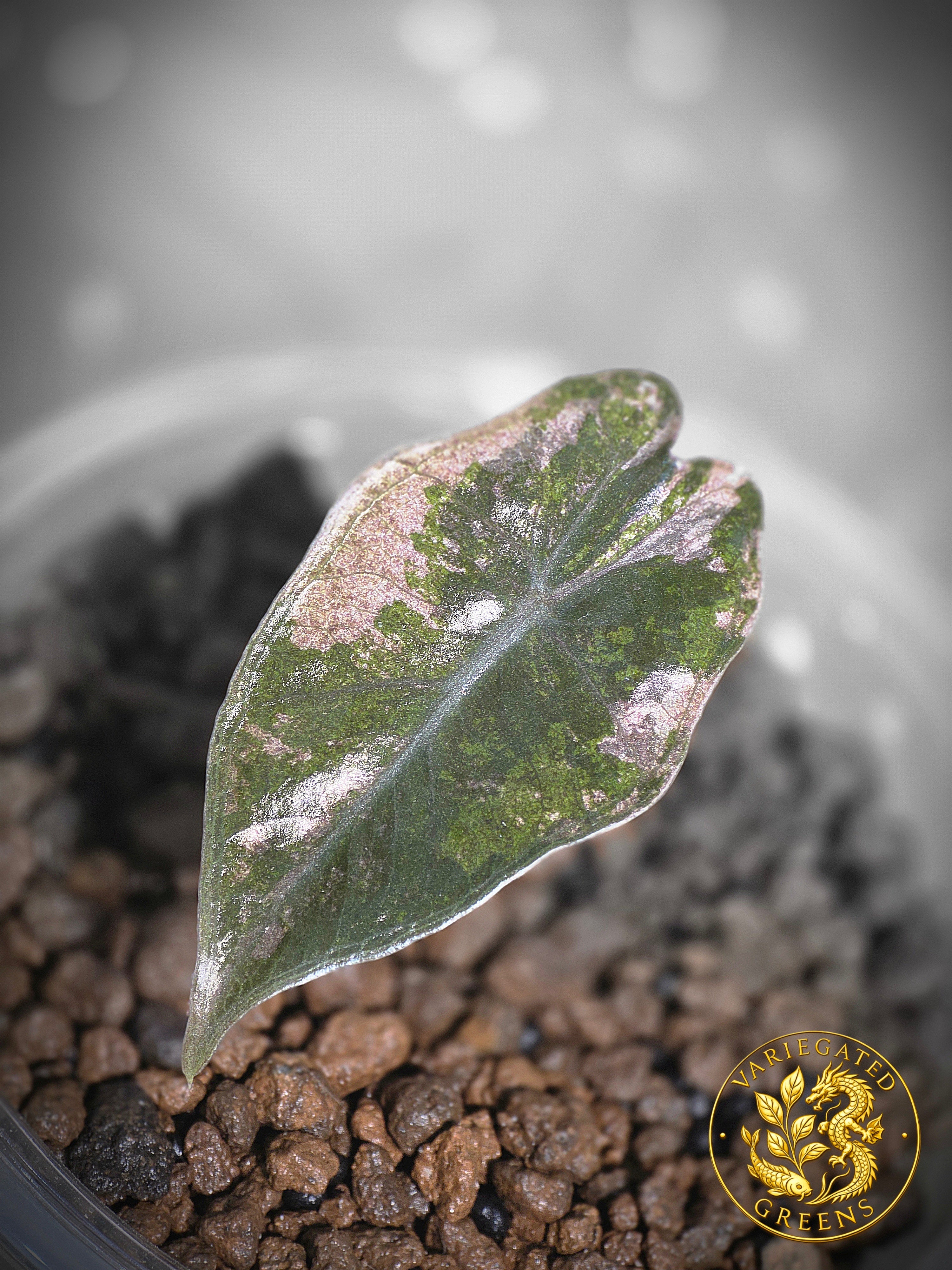 Alocasia pseudosanderiana — “Rose Prism”