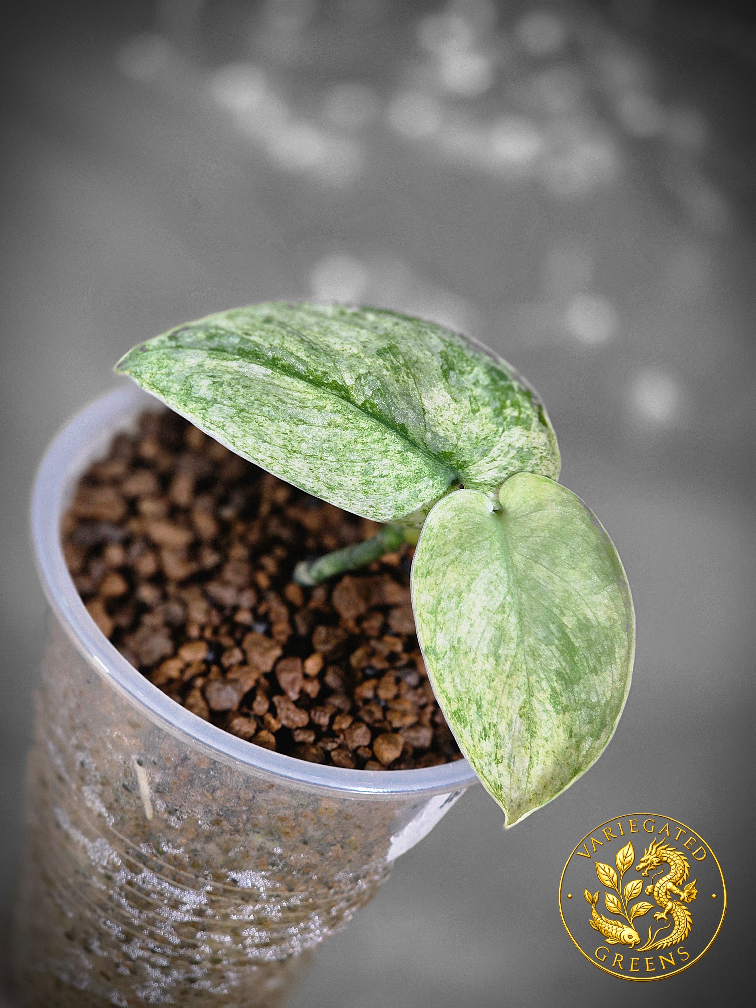 Scindapsus pictus Halimoon — “Reflective Tide”