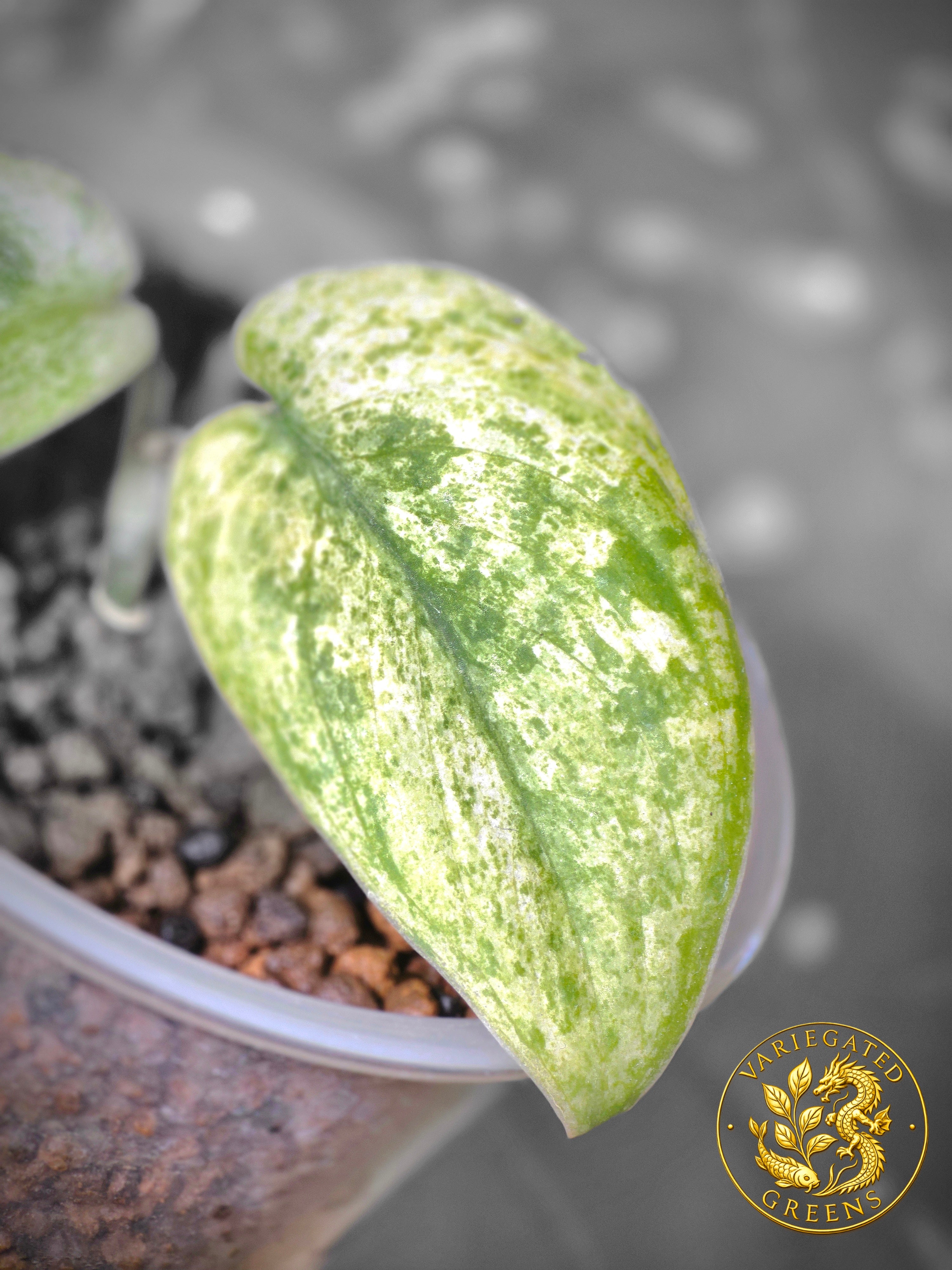 Scindapsus pictus Halimoon — “Celestial Murmur”