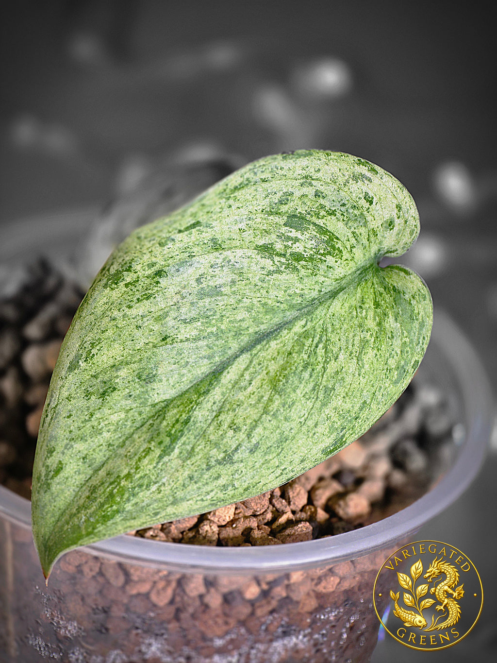 Scindapsus pictus Halimoon — “Illuminated Manuscript”