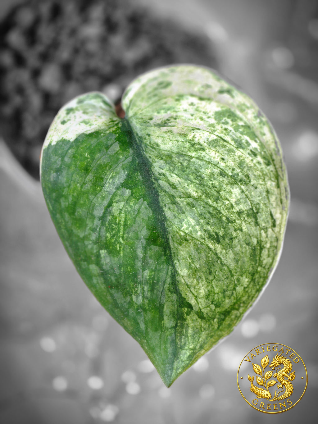 Scindapsus Sangkuriang — “Suffused Canvas”