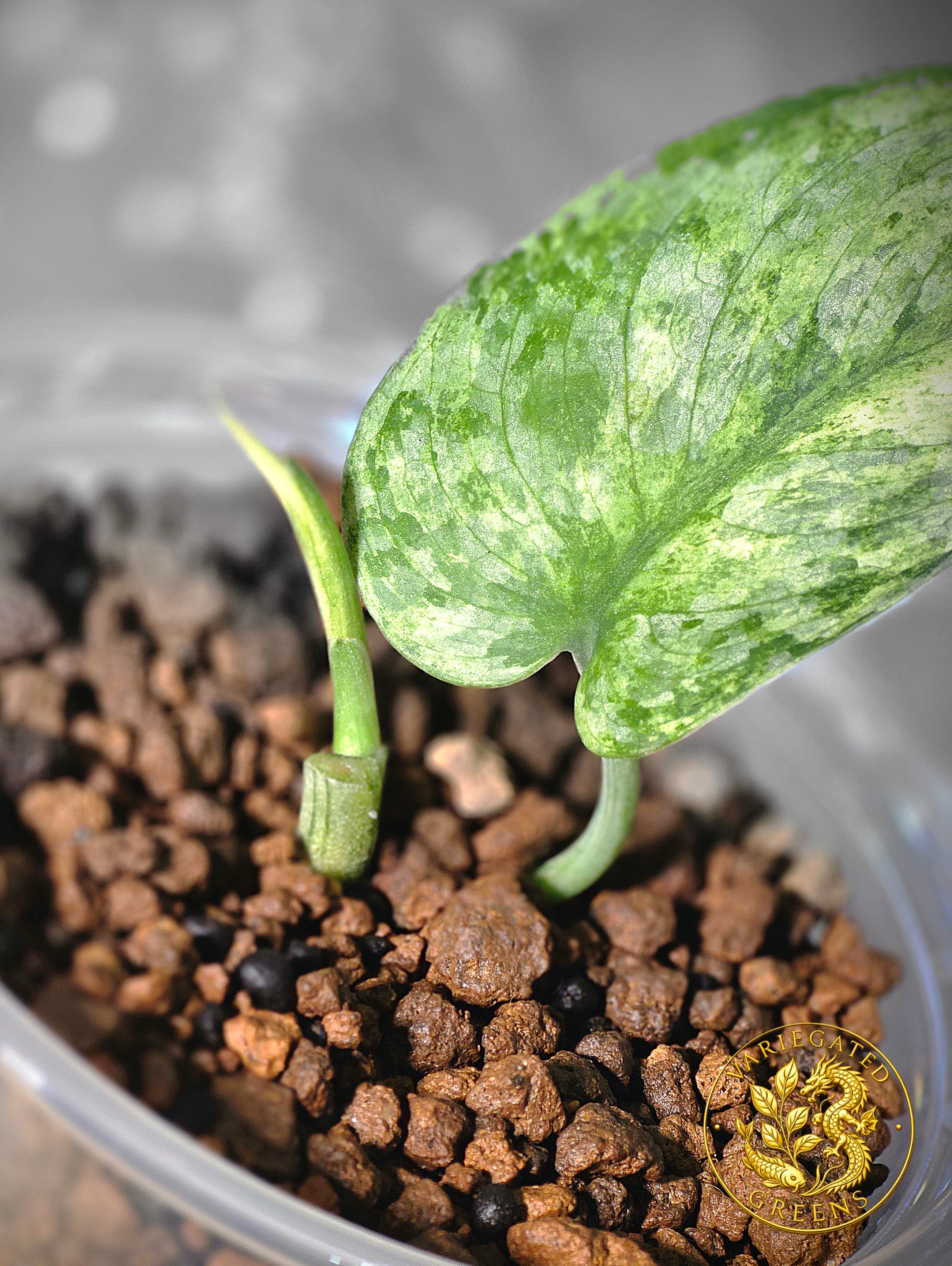 Scindapsus pictus Halimoon — “Unfolding Silver”
