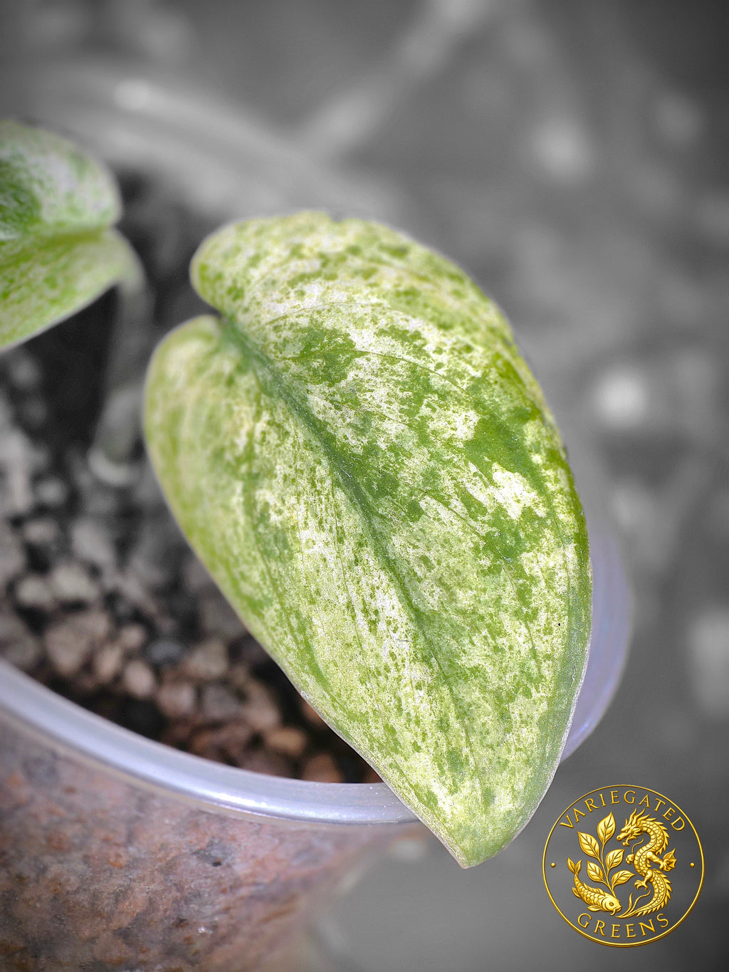 Scindapsus pictus Halimoon — “Celestial Murmur”