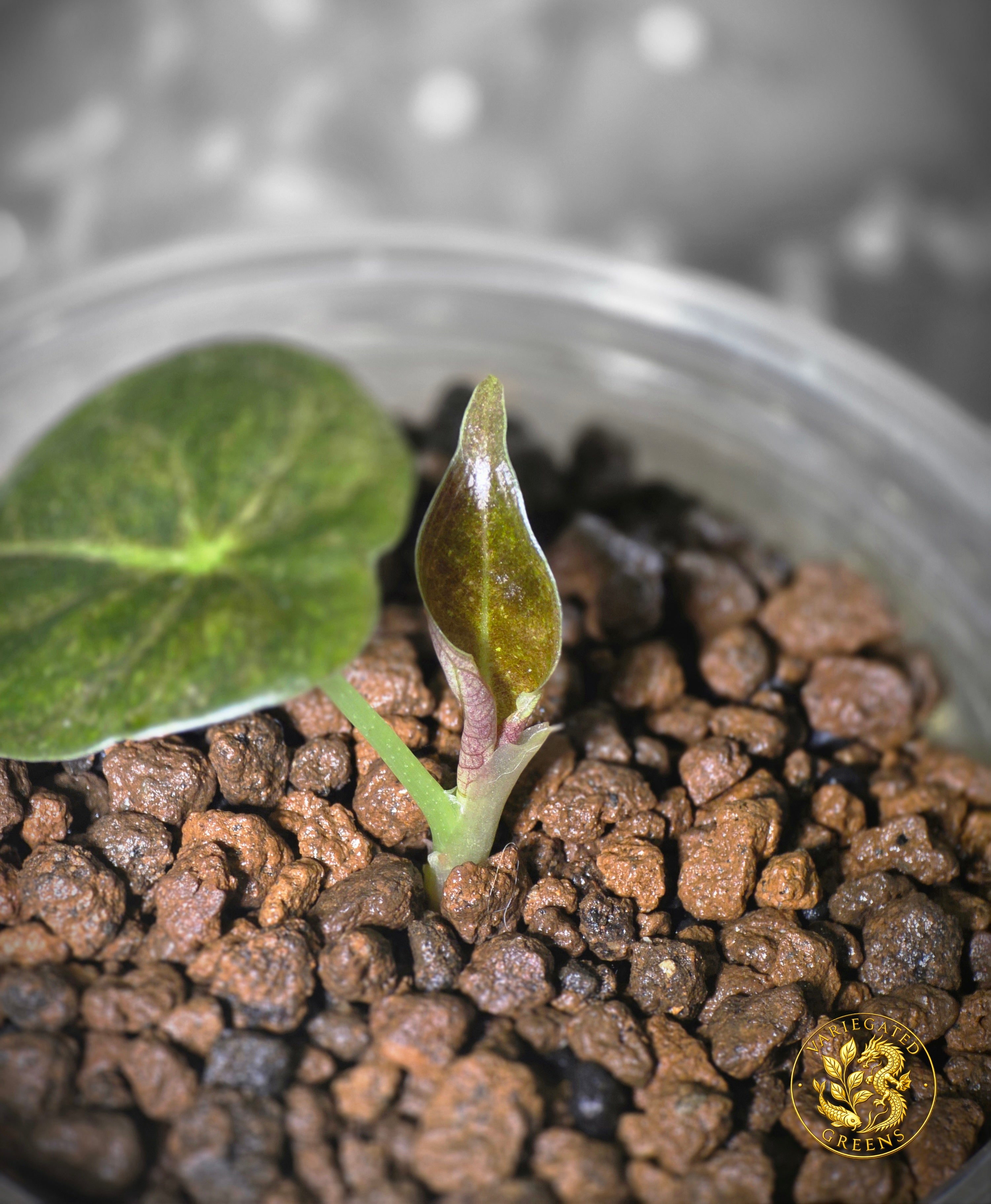 Alocasia Golden Bone — “Olive Glaze”