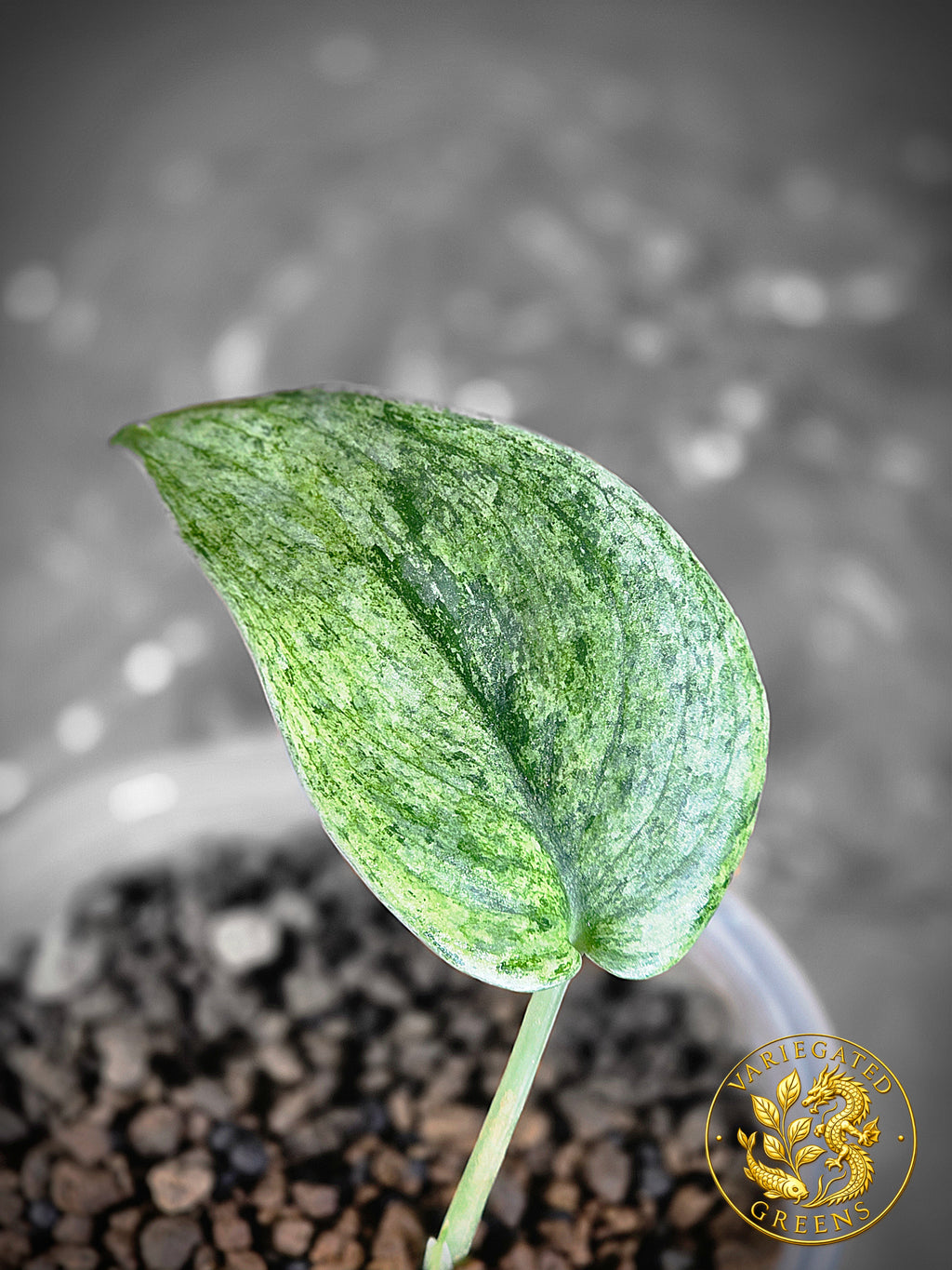 Scindapsus pictus Halimoon — “Silent Current”
